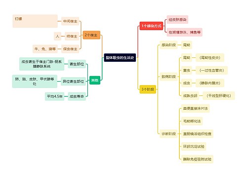 医学知识裂体吸虫的生活史思维导图