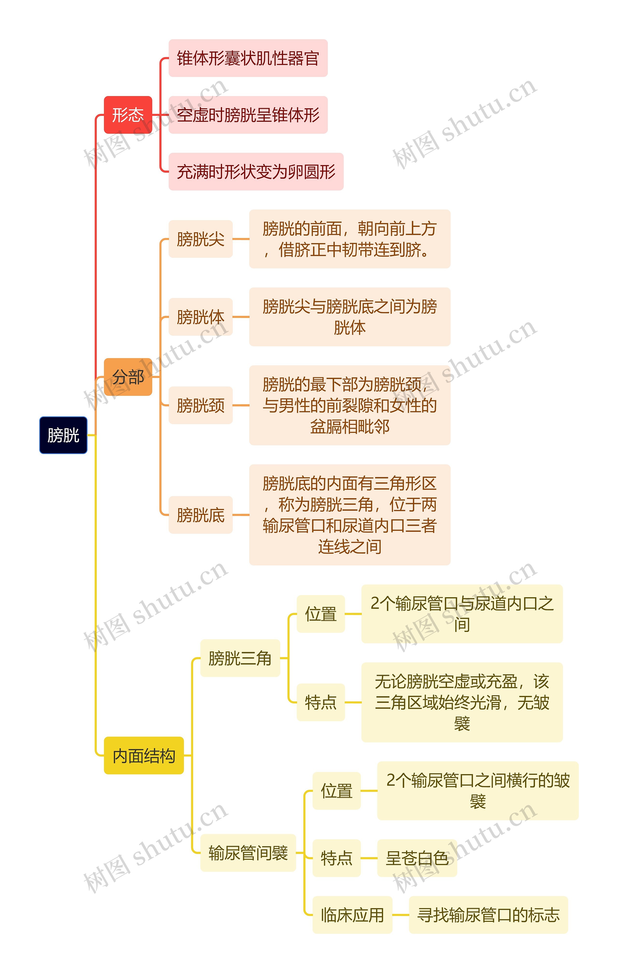 解剖学知识膀胱思维导图