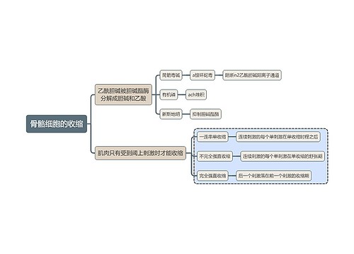 医学知识骨骼细胞的收缩思维导图