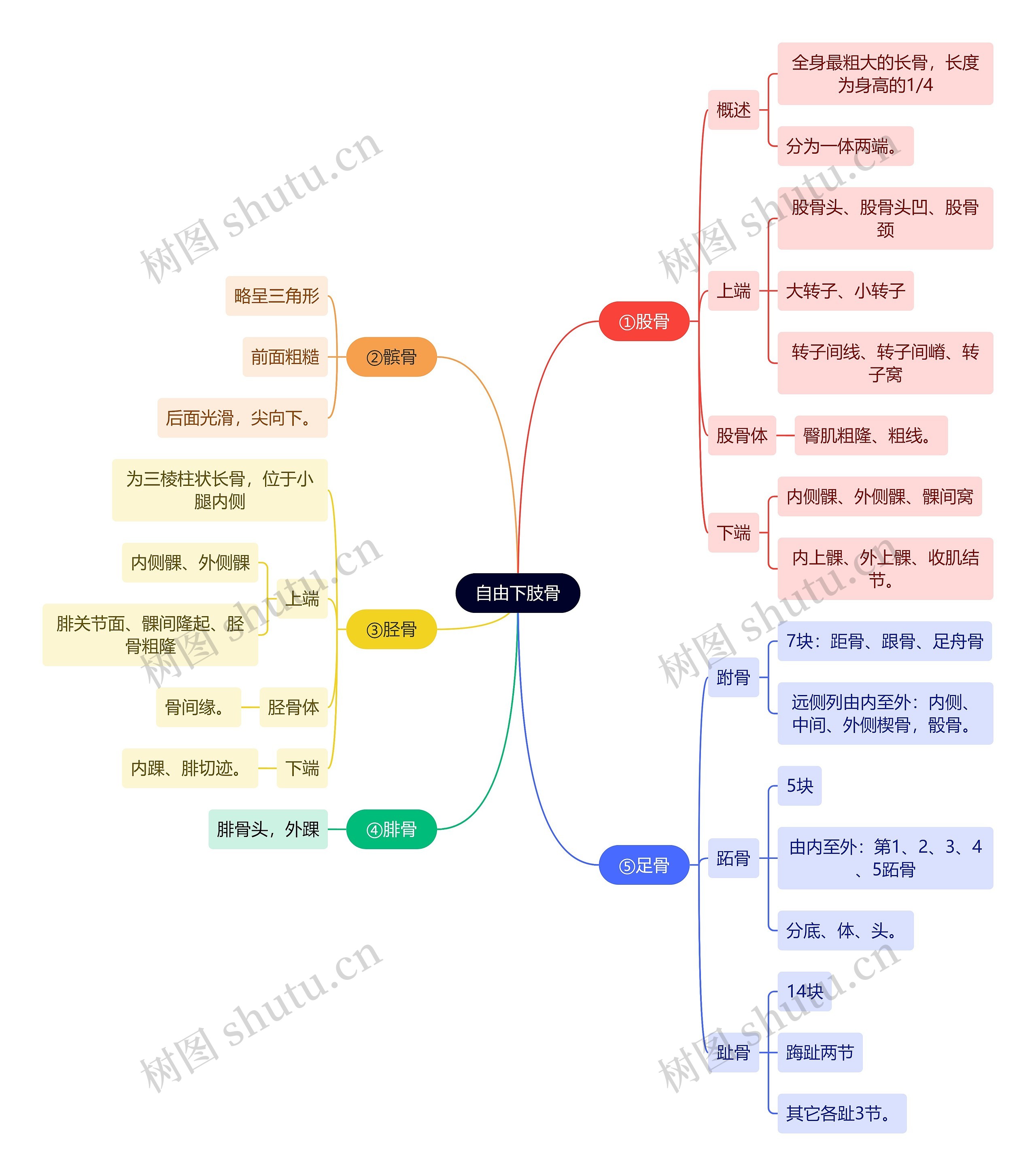 解剖学知识自由下肢骨思维导图