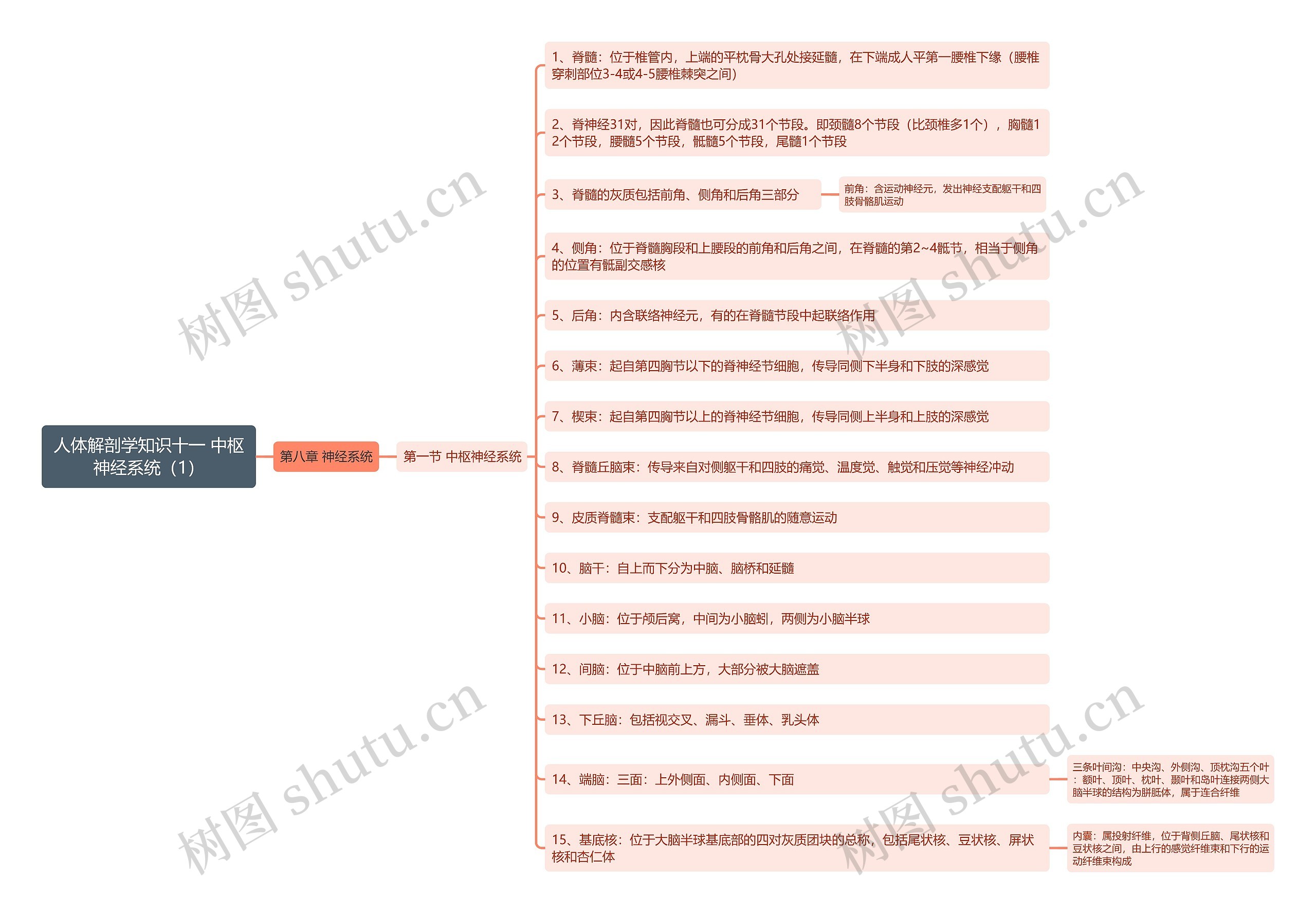 《人体解剖学知识十一 中枢神经系统（1）》思维导图
