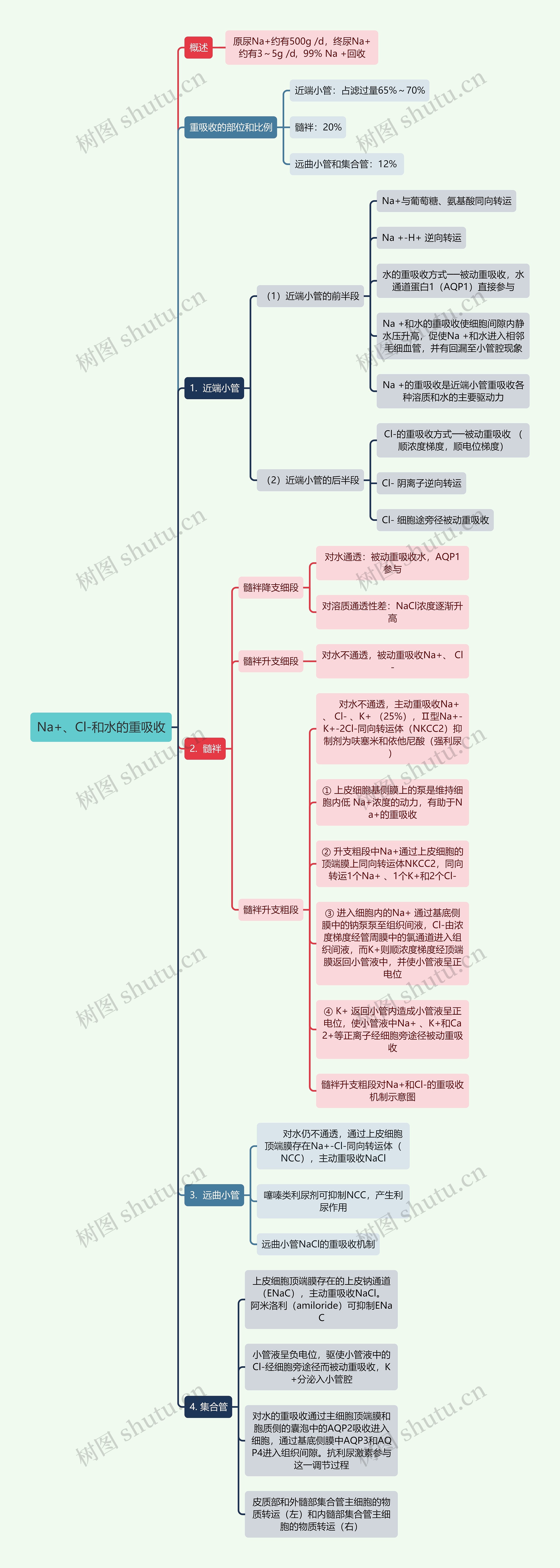 医学知识Na+、Cl-和水的重吸收思维导图