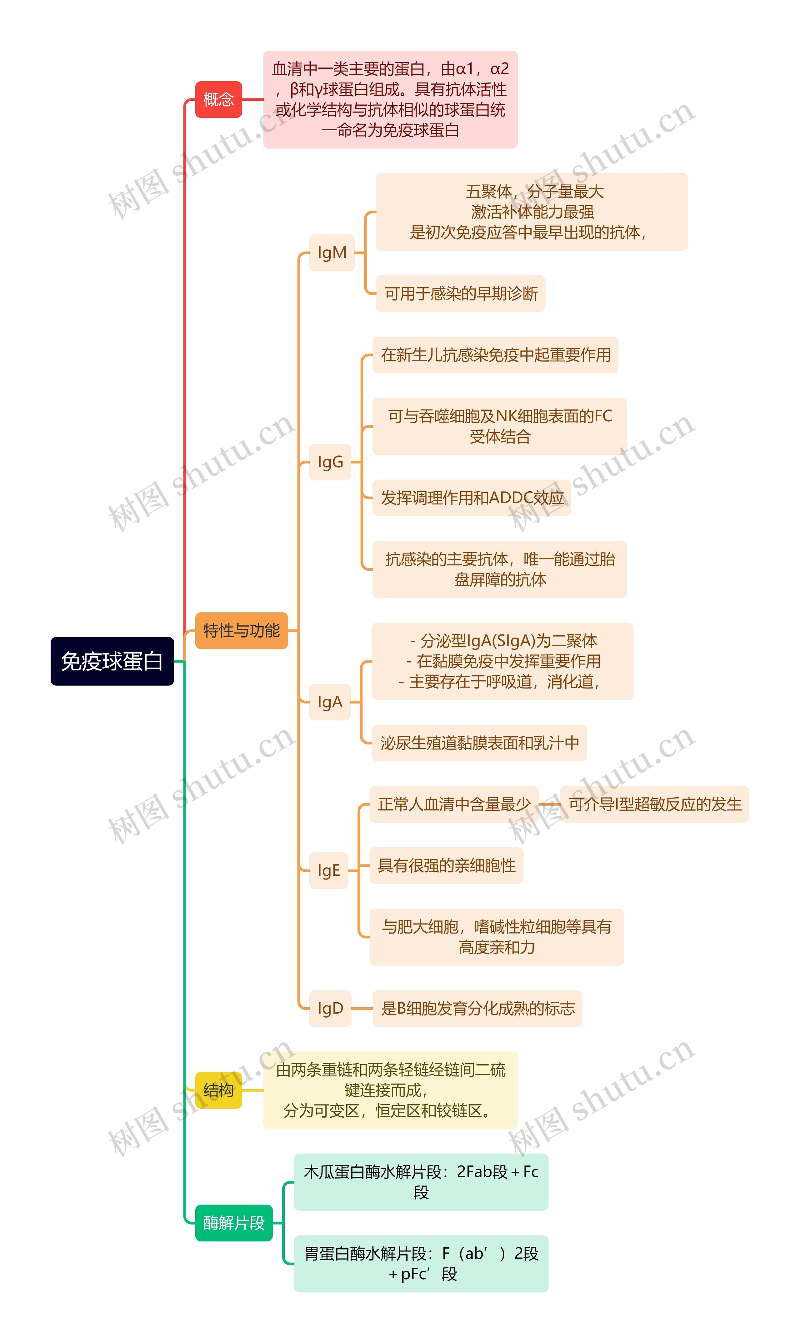 医学知识免疫球蛋白思维导图