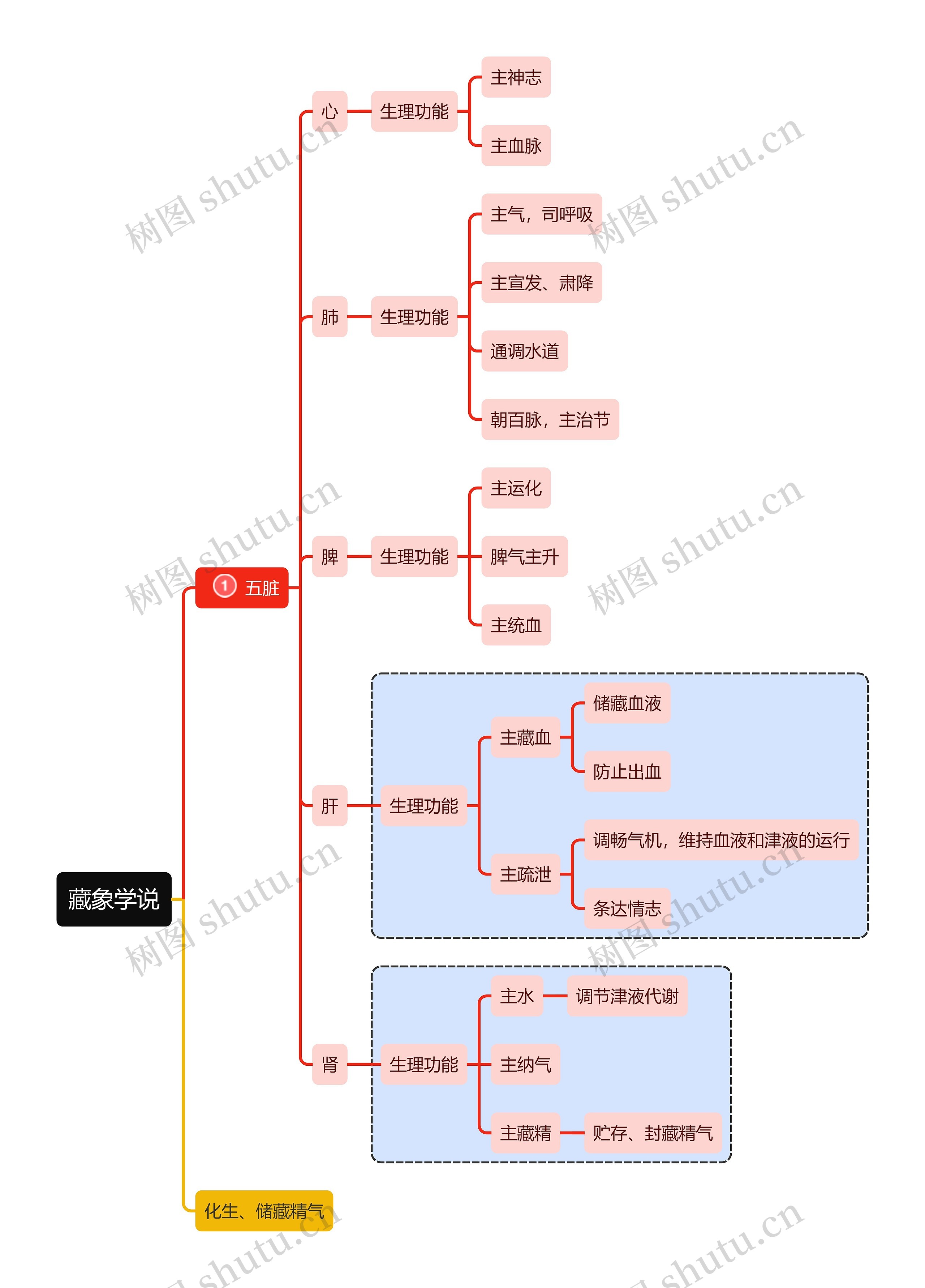 医学知识藏象学说五脏思维导图