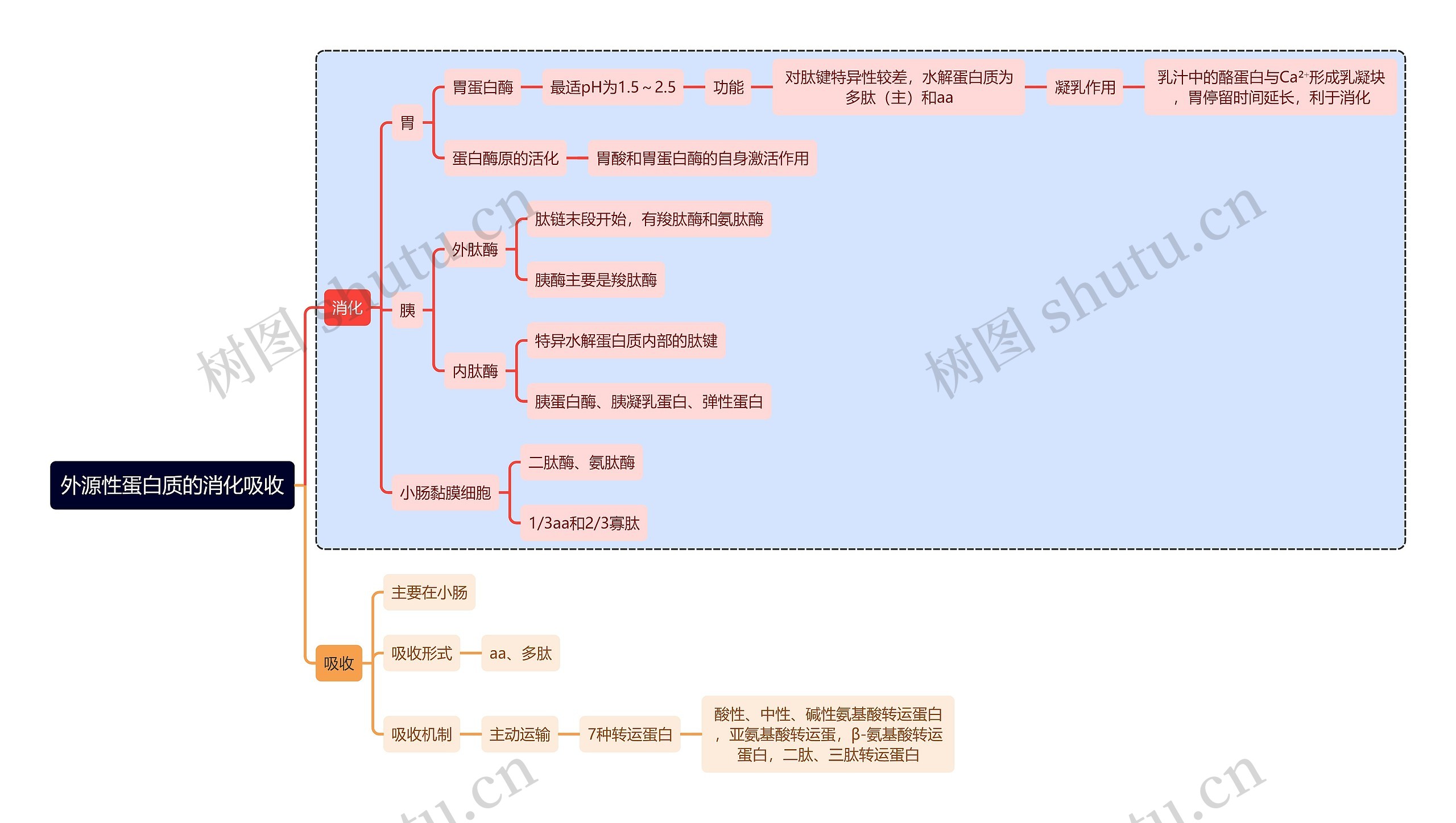 医学知识外源性蛋白质的消化吸收思维导图