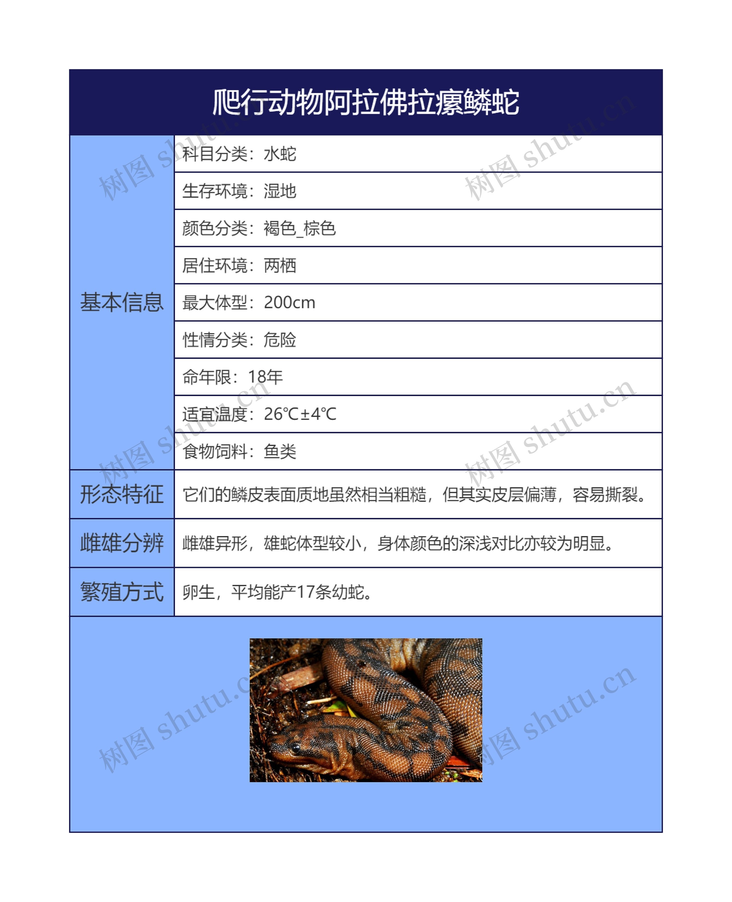 爬行动物阿拉佛拉瘰鳞蛇