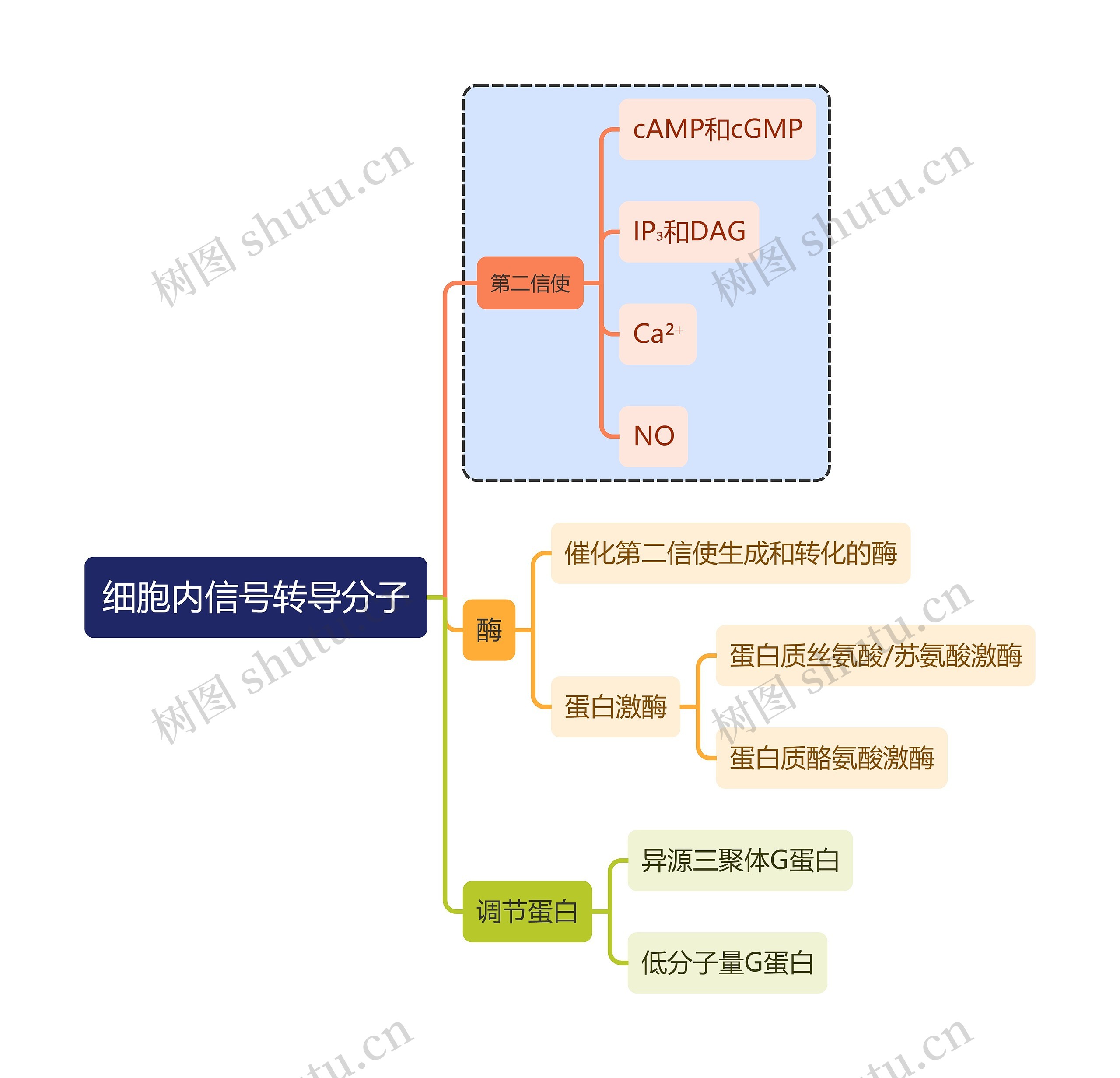 医学知识细胞内信号转导分子思维导图