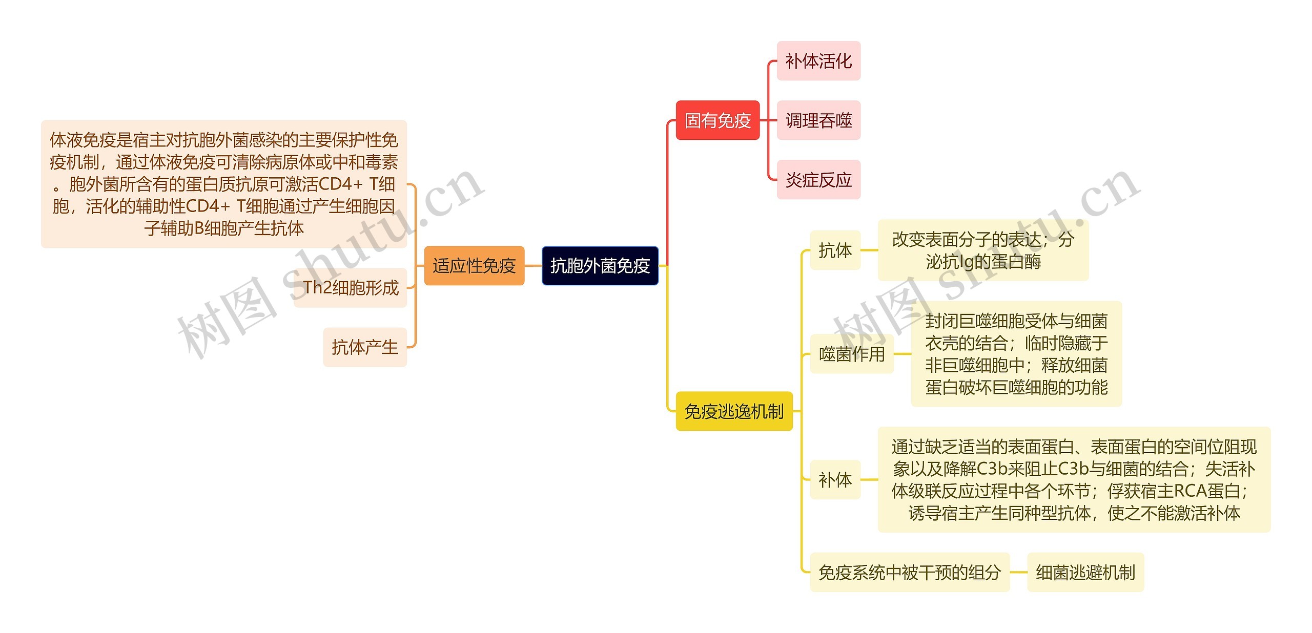 医学知识抗胞外菌免疫思维导图