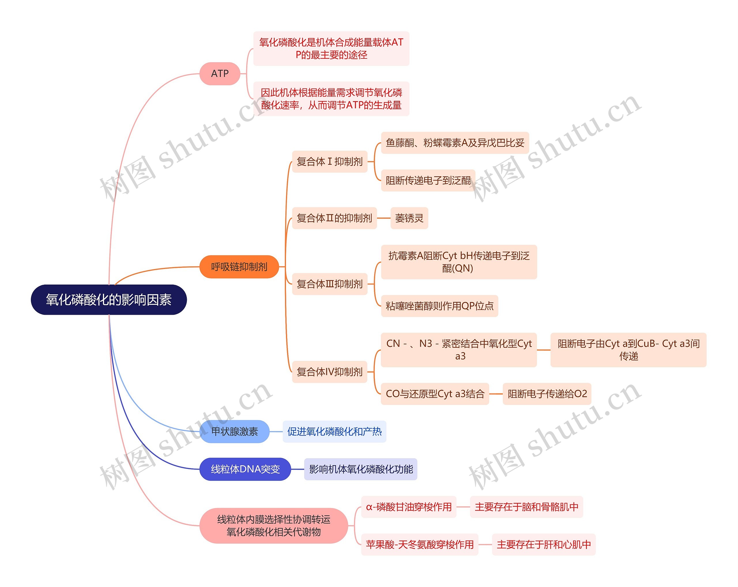 生化知识氧化磷酸化的影响因素思维导图