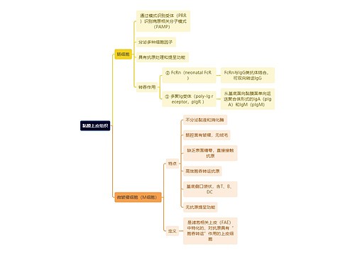 医学知识黏膜上皮组织思维导图