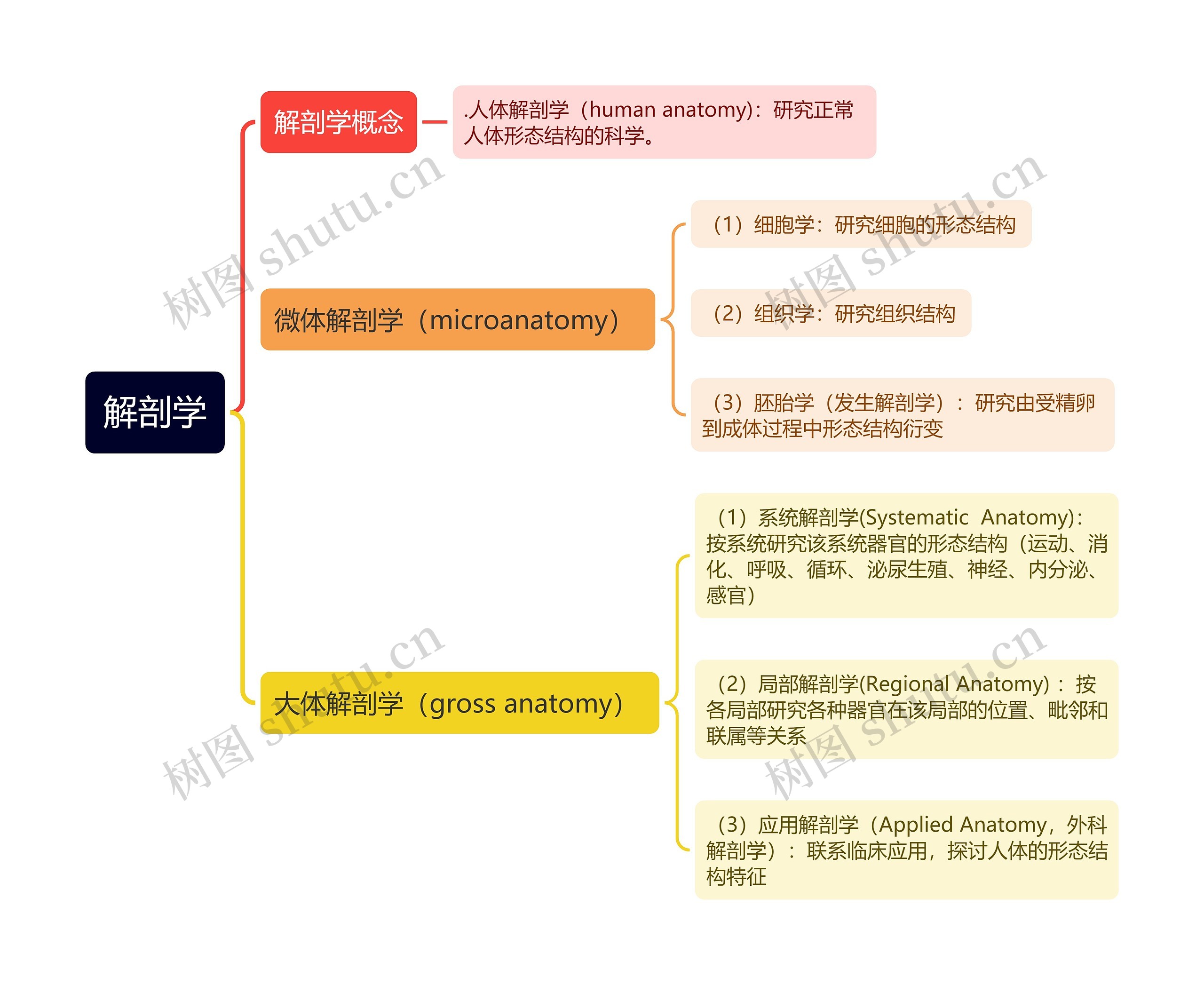 ﻿解剖学思维导图