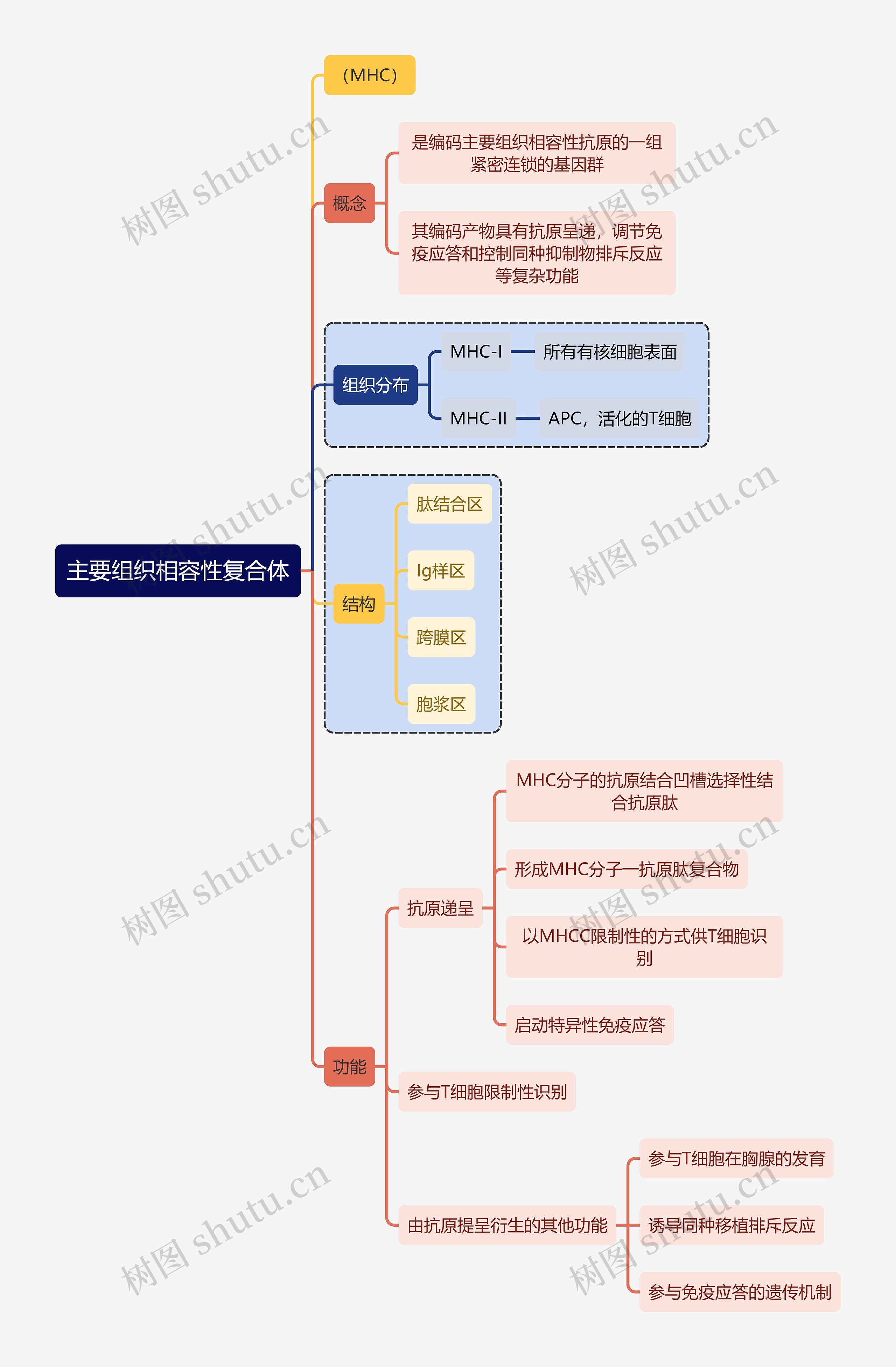 医学知识主要组织相容性复合体思维导图