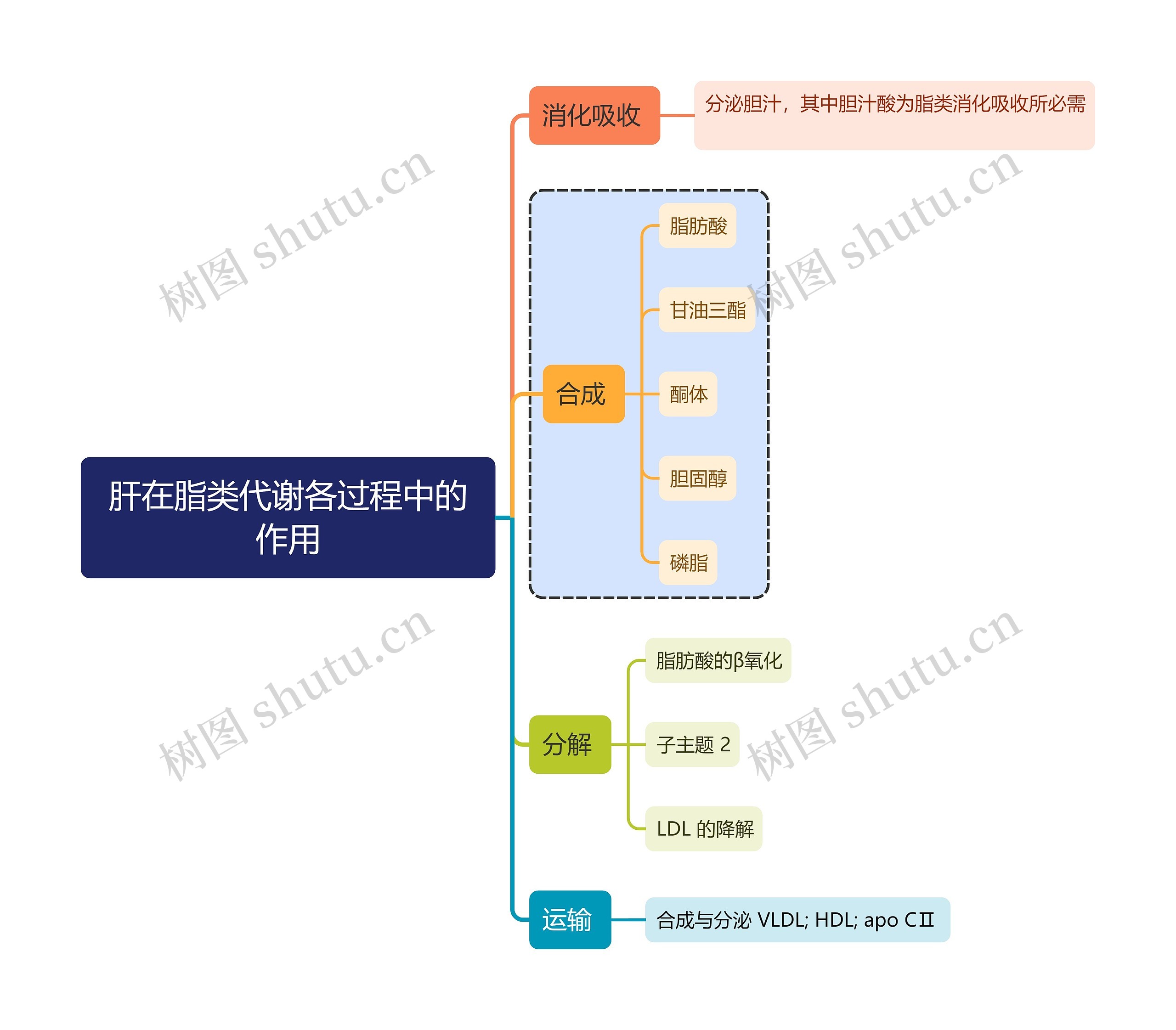 医学知识肝在脂类代谢各过程中的作用思维导图