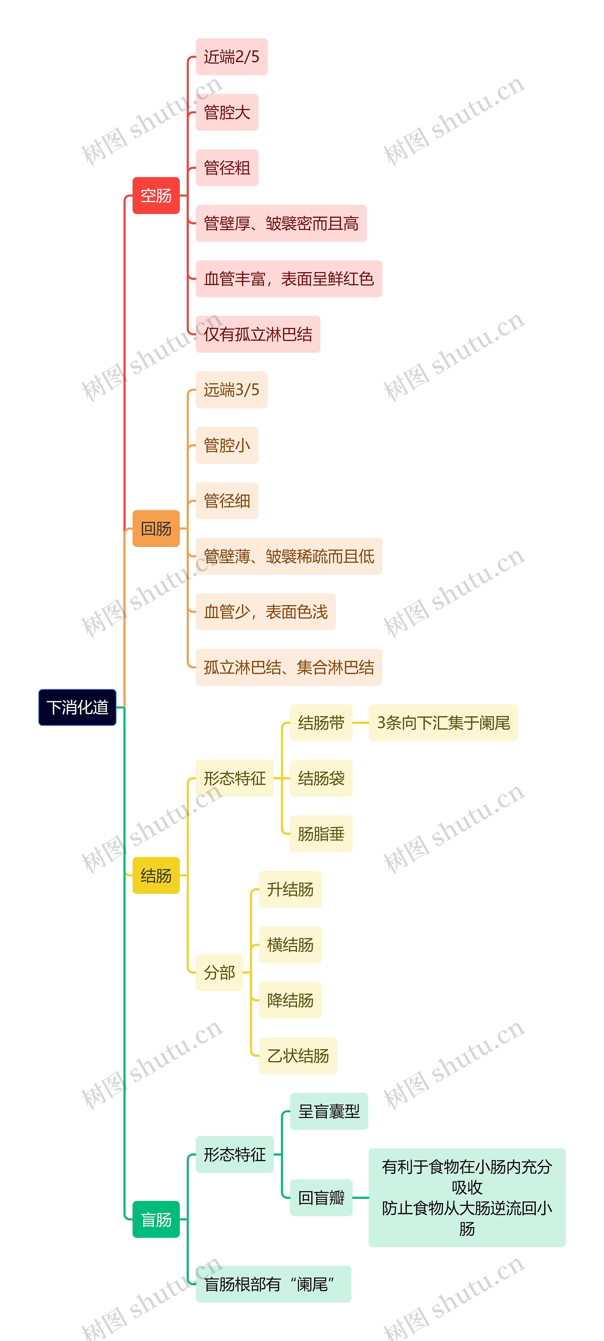 解剖学知识下消化道思维导图