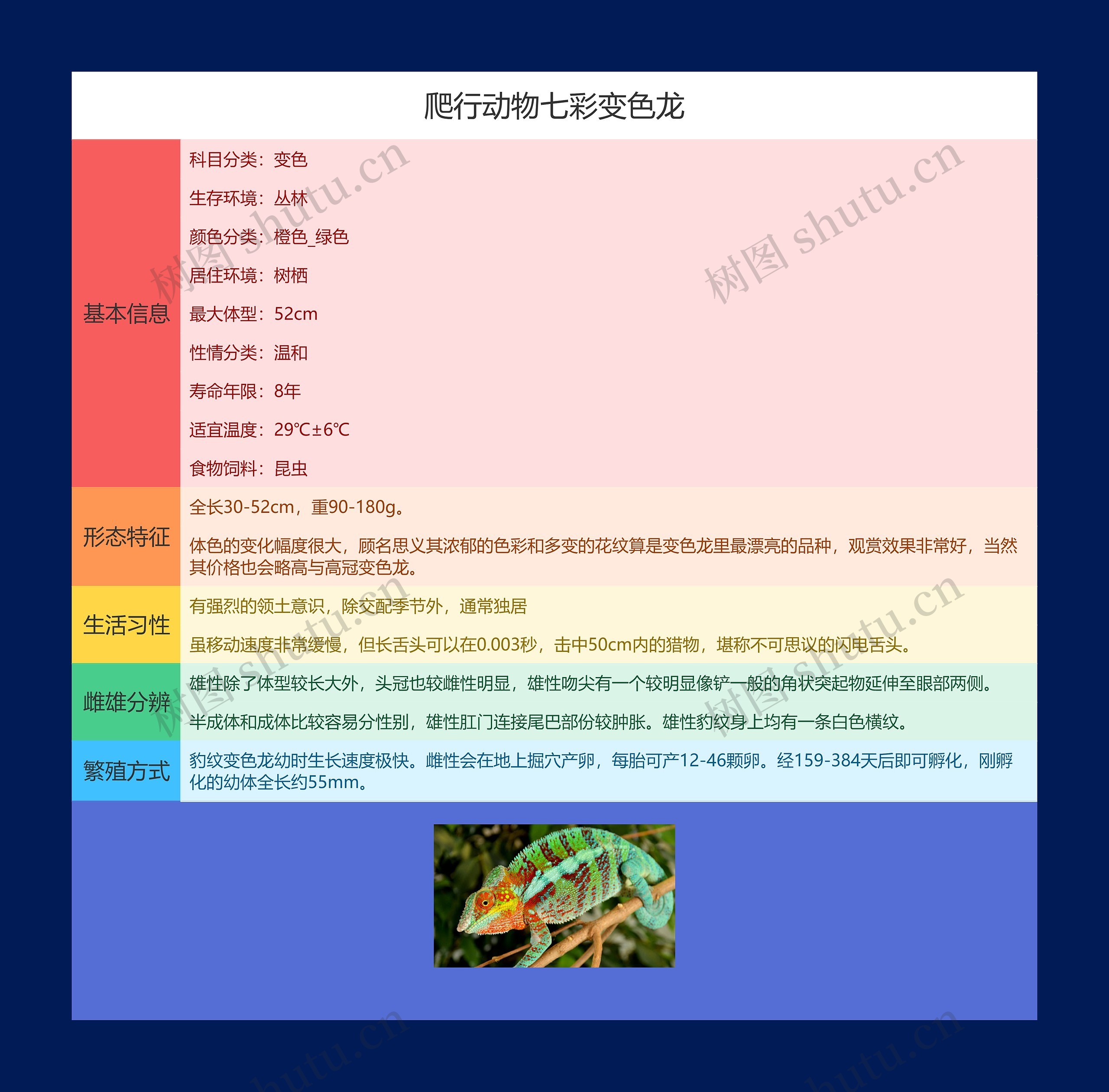 爬行动物七彩变色龙