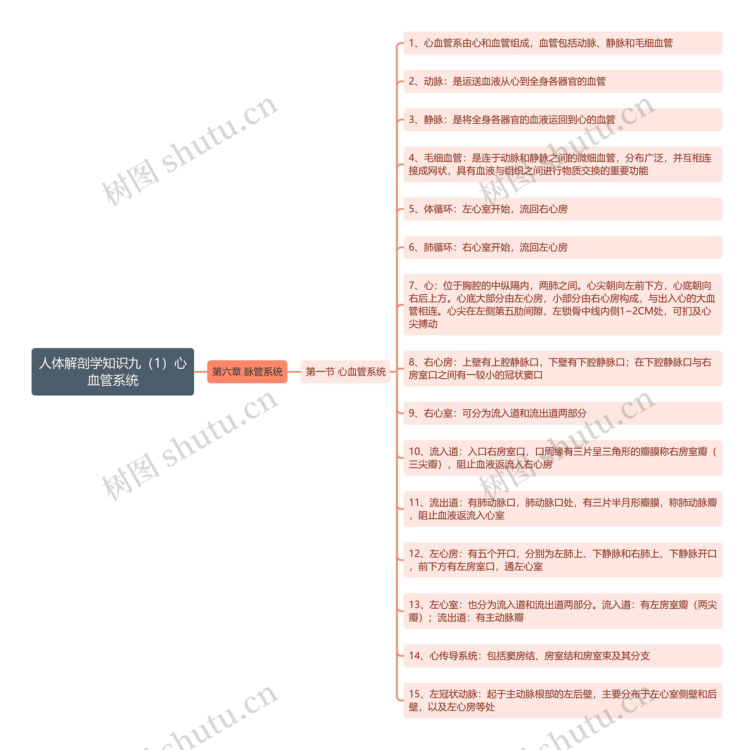 《人体解剖学知识九（1）心血管系统》思维导图