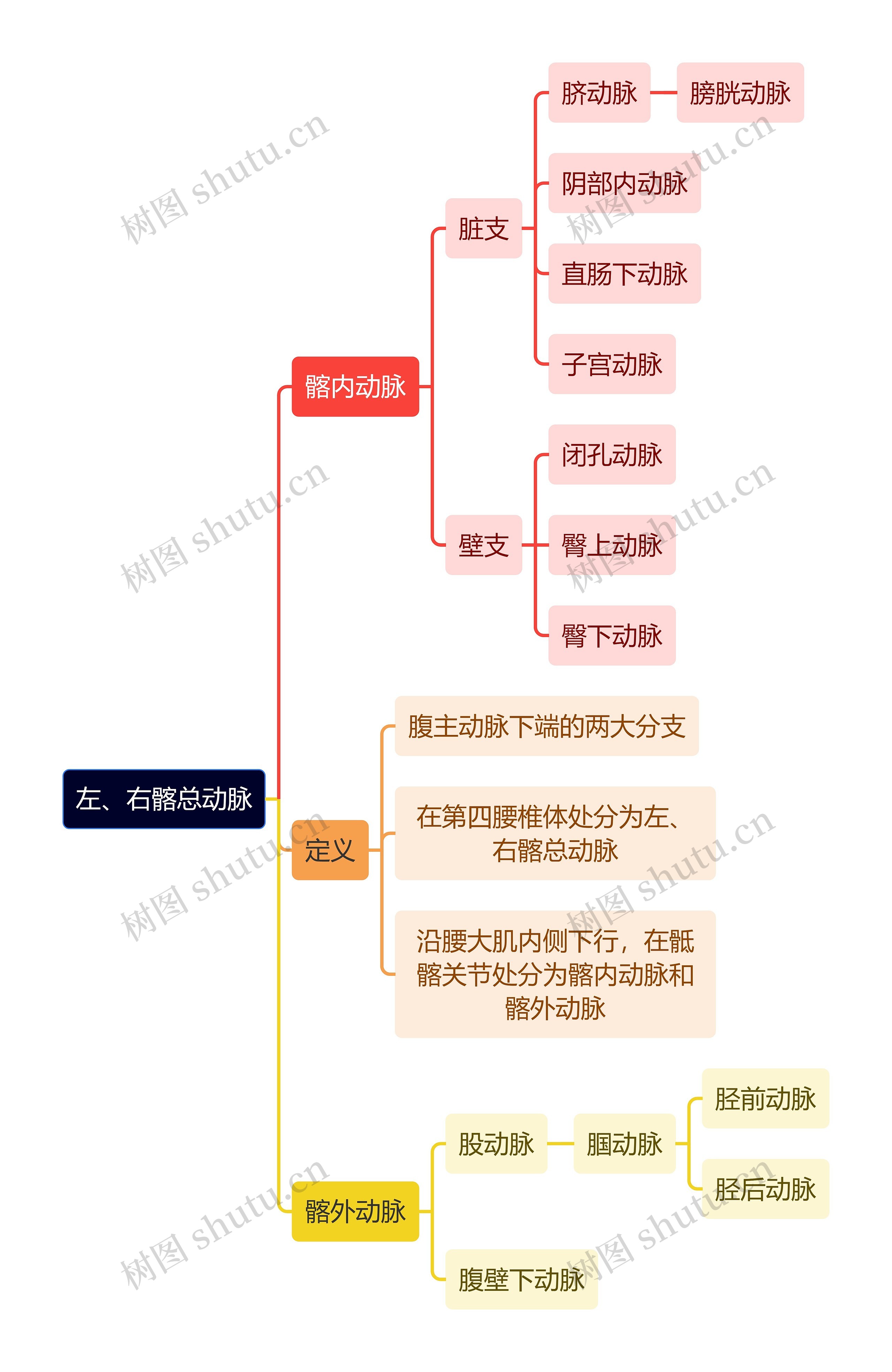 解剖学知识左、右髂总动脉思维导图