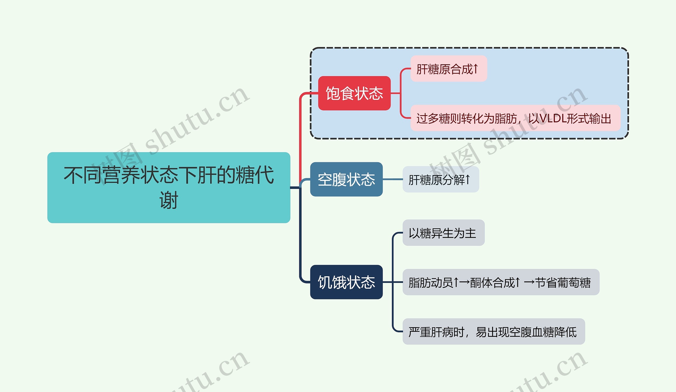 医学知识不同营养状态下肝的糖代谢思维导图