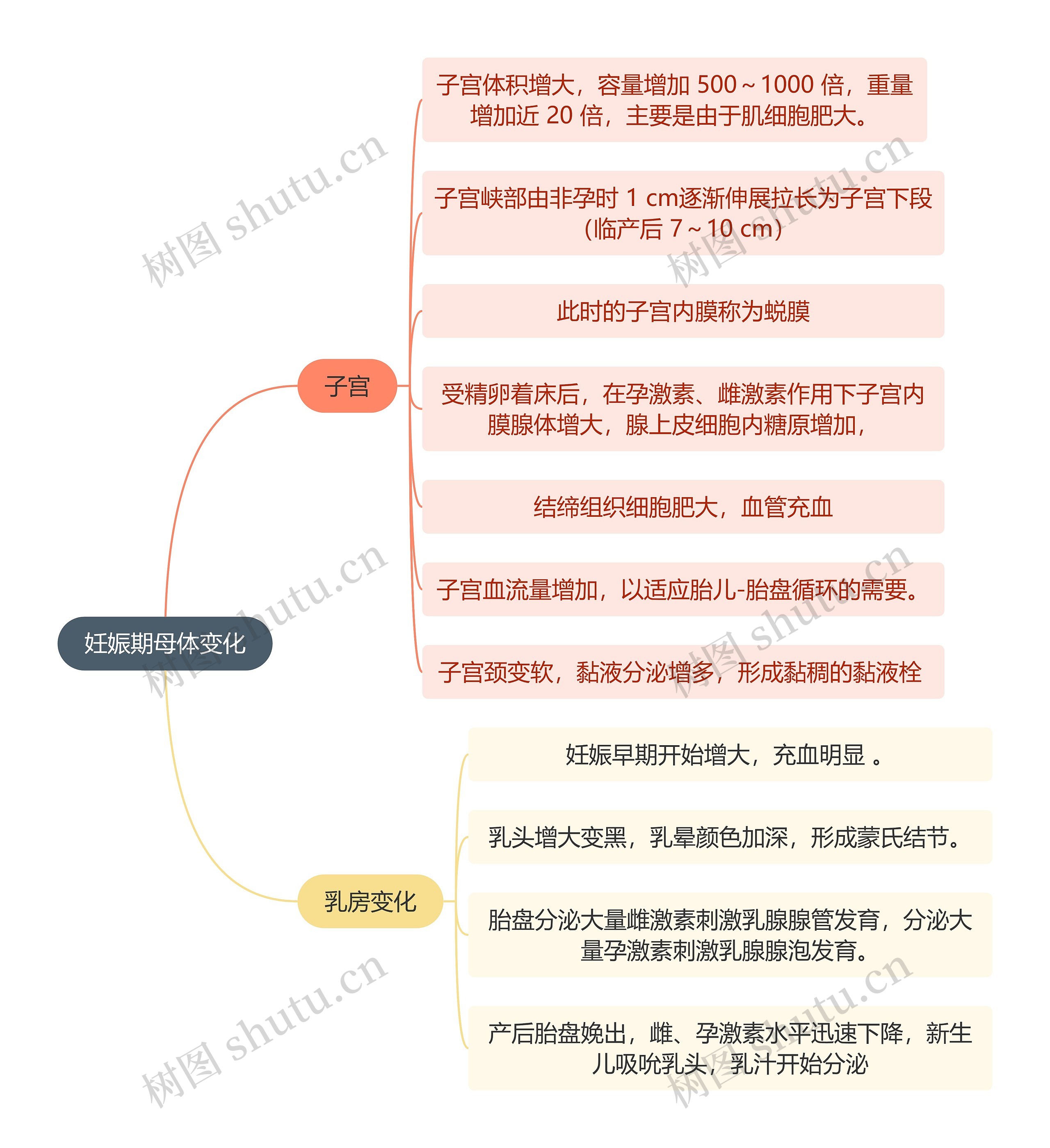 医学知识妊娠期母体变化思维导图