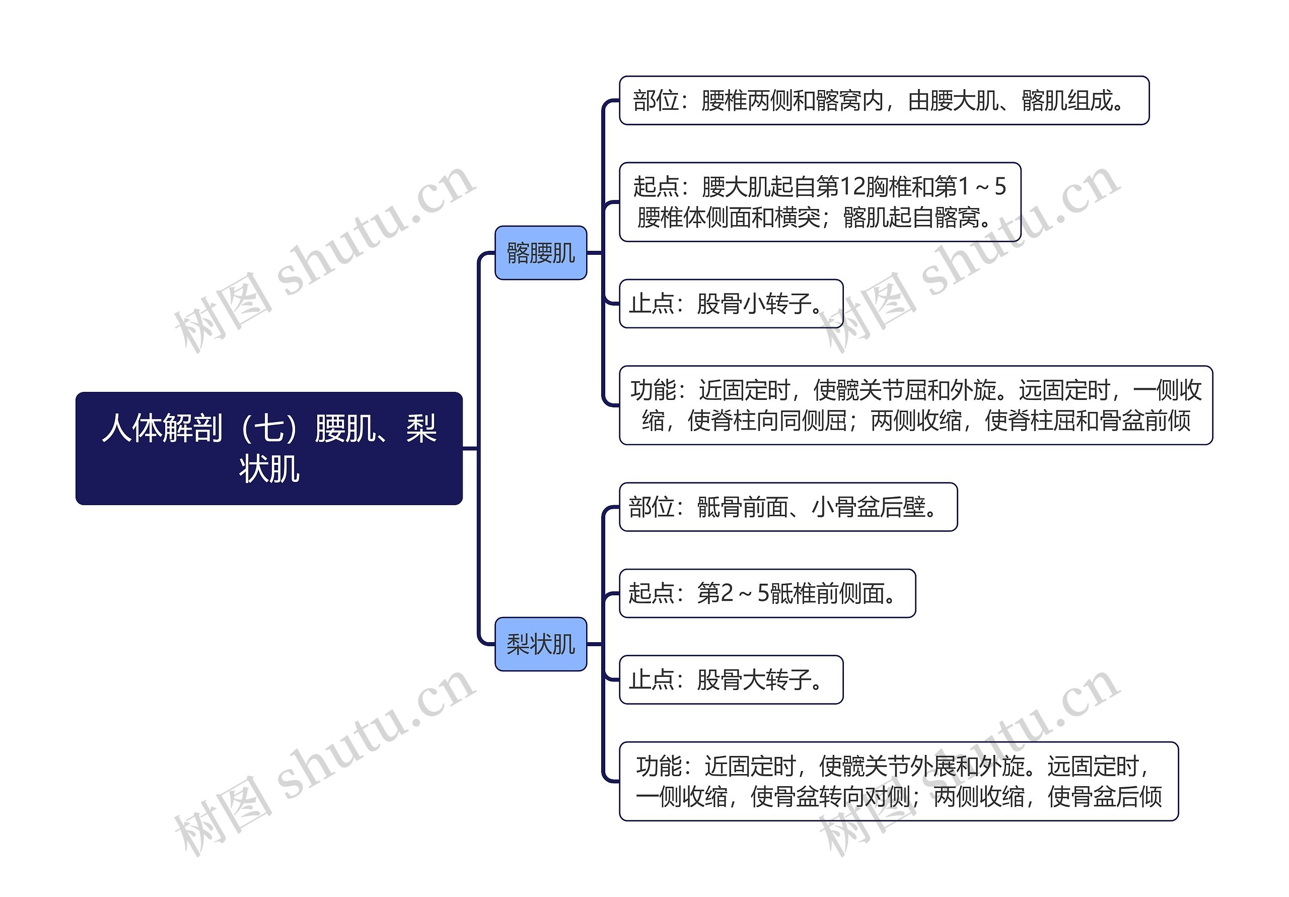 《人体解剖（七）腰肌、梨状肌》思维导图