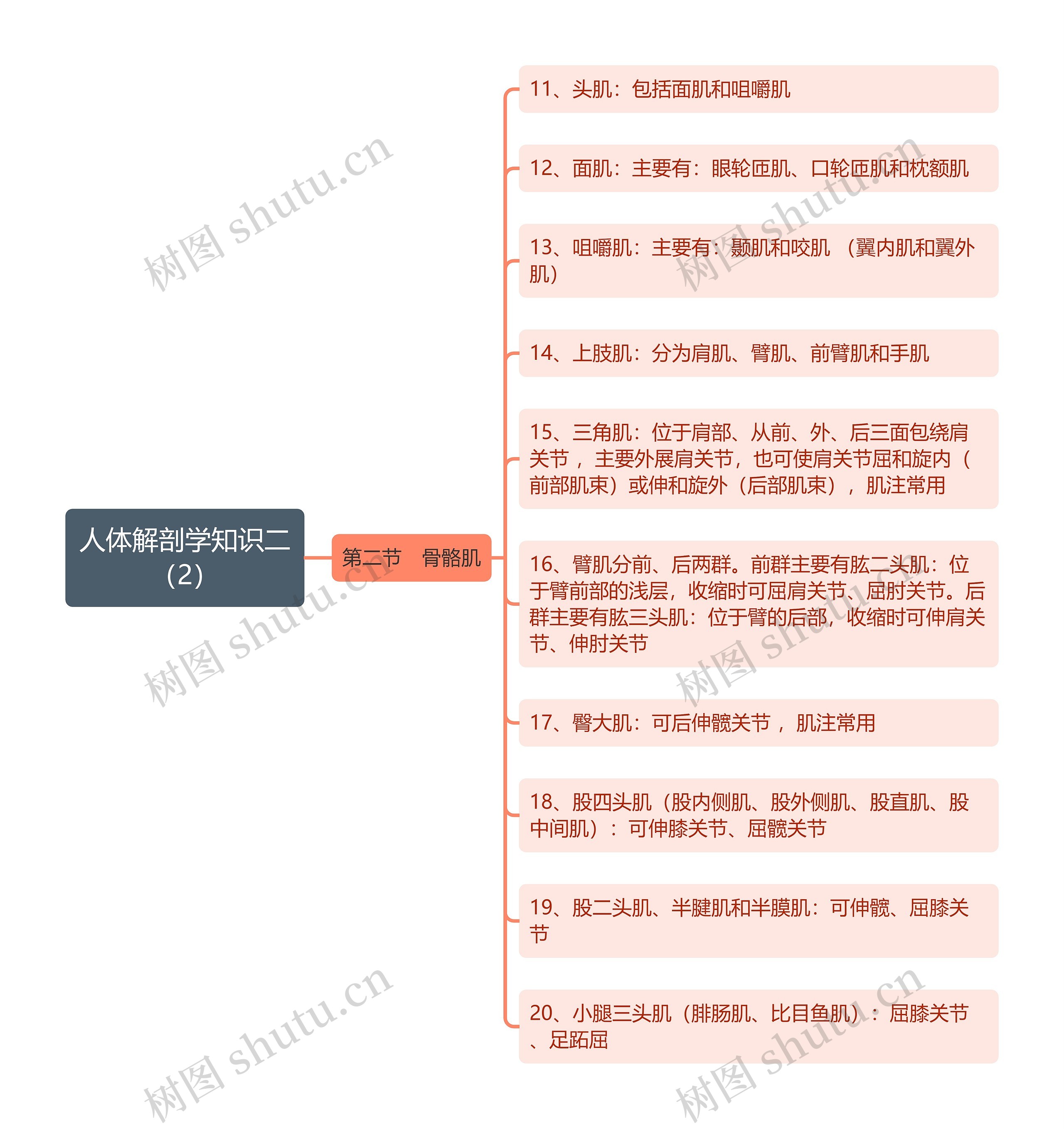 《人体解剖学知识二（二）骨骼肌》思维导图