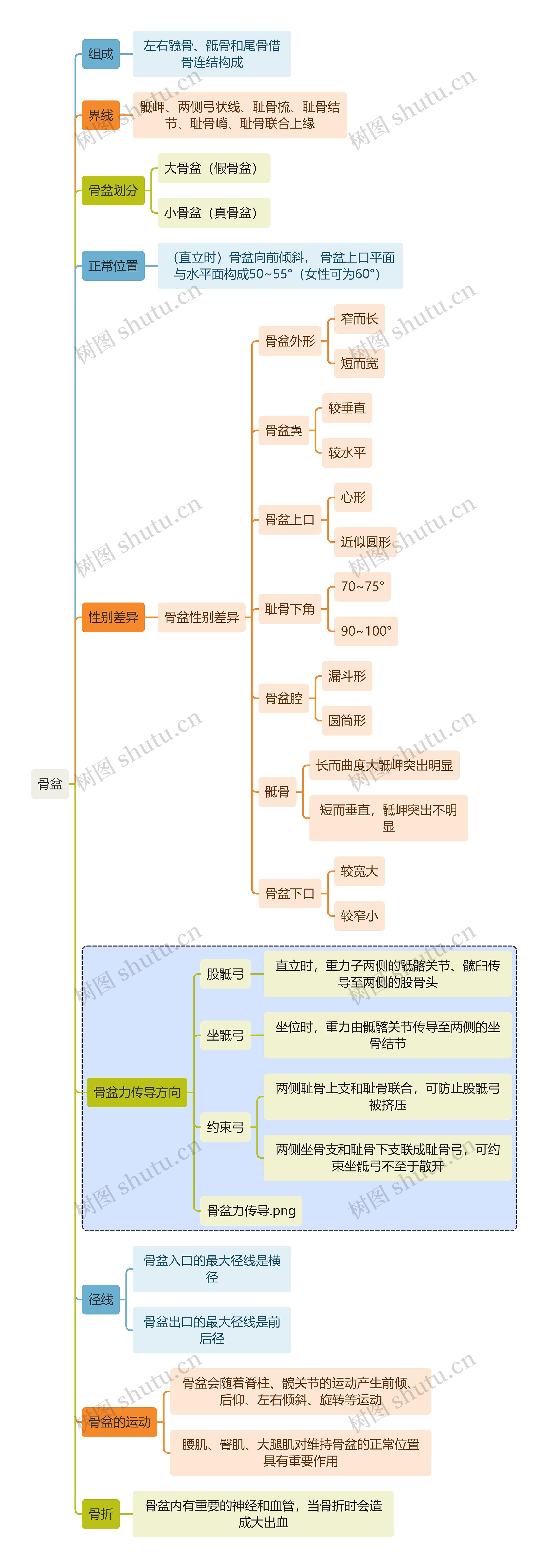 骨学知识骨盆思维导图