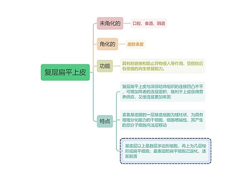 医学知识复层扁平上皮思维导图