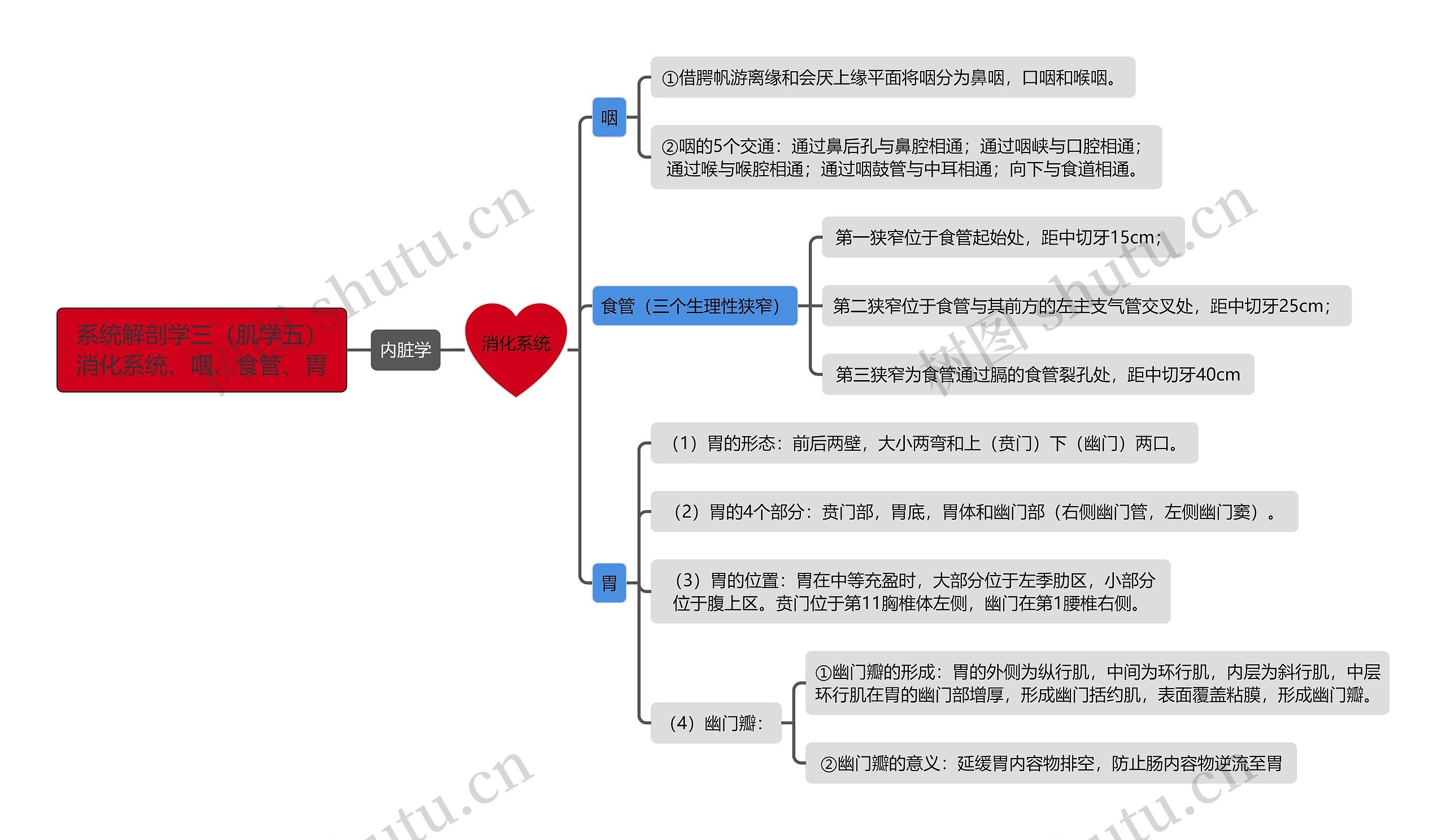 《系统解剖学三（肌学五）消化系统、咽、食管、胃》思维导图