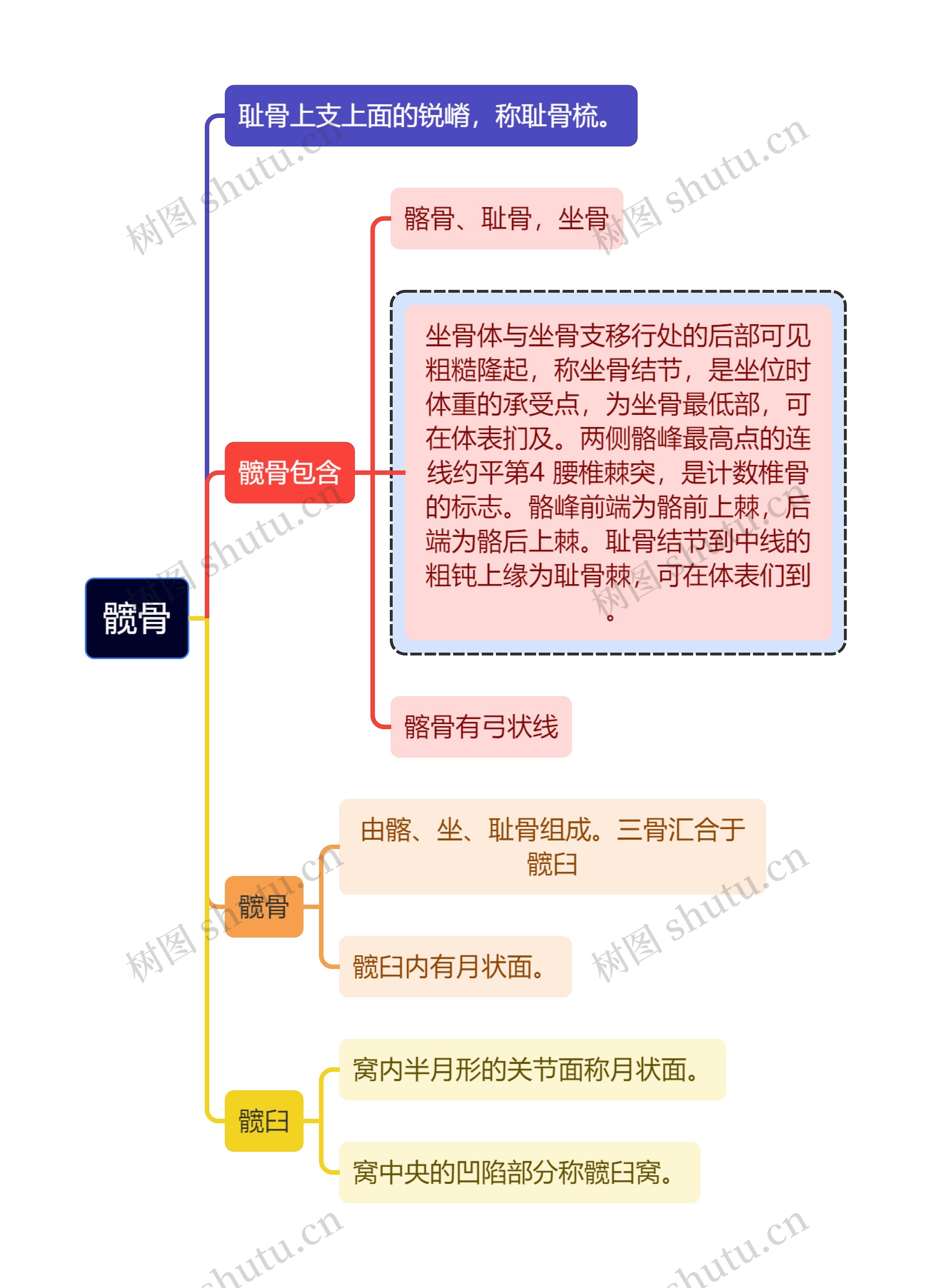 医学知识髋骨中的髋臼等思维导图