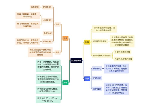 医学知识胎儿附属物思维导图