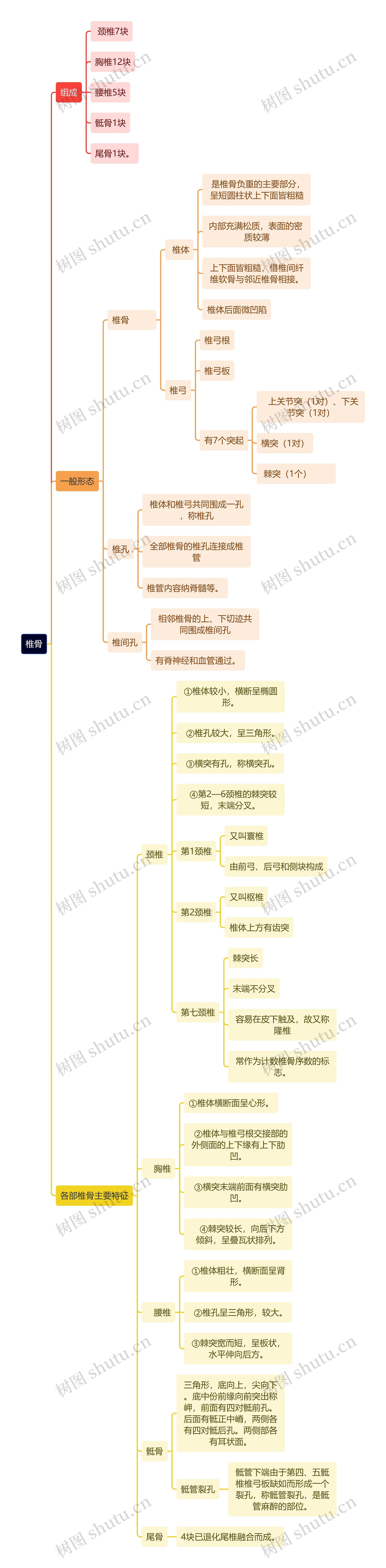 解剖学知识椎骨思维导图