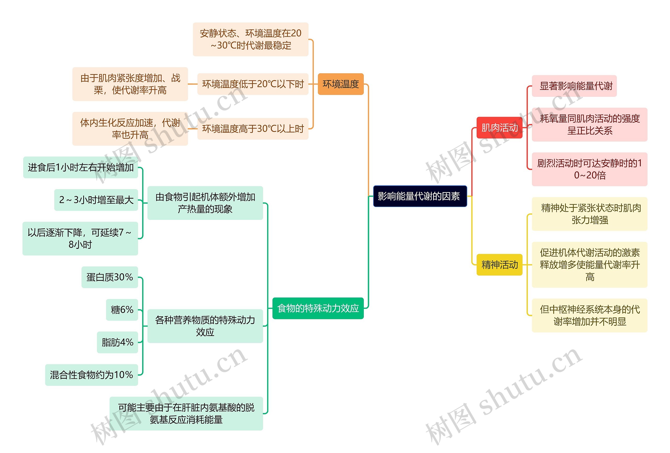 医学知识影响能量代谢的因素 思维导图