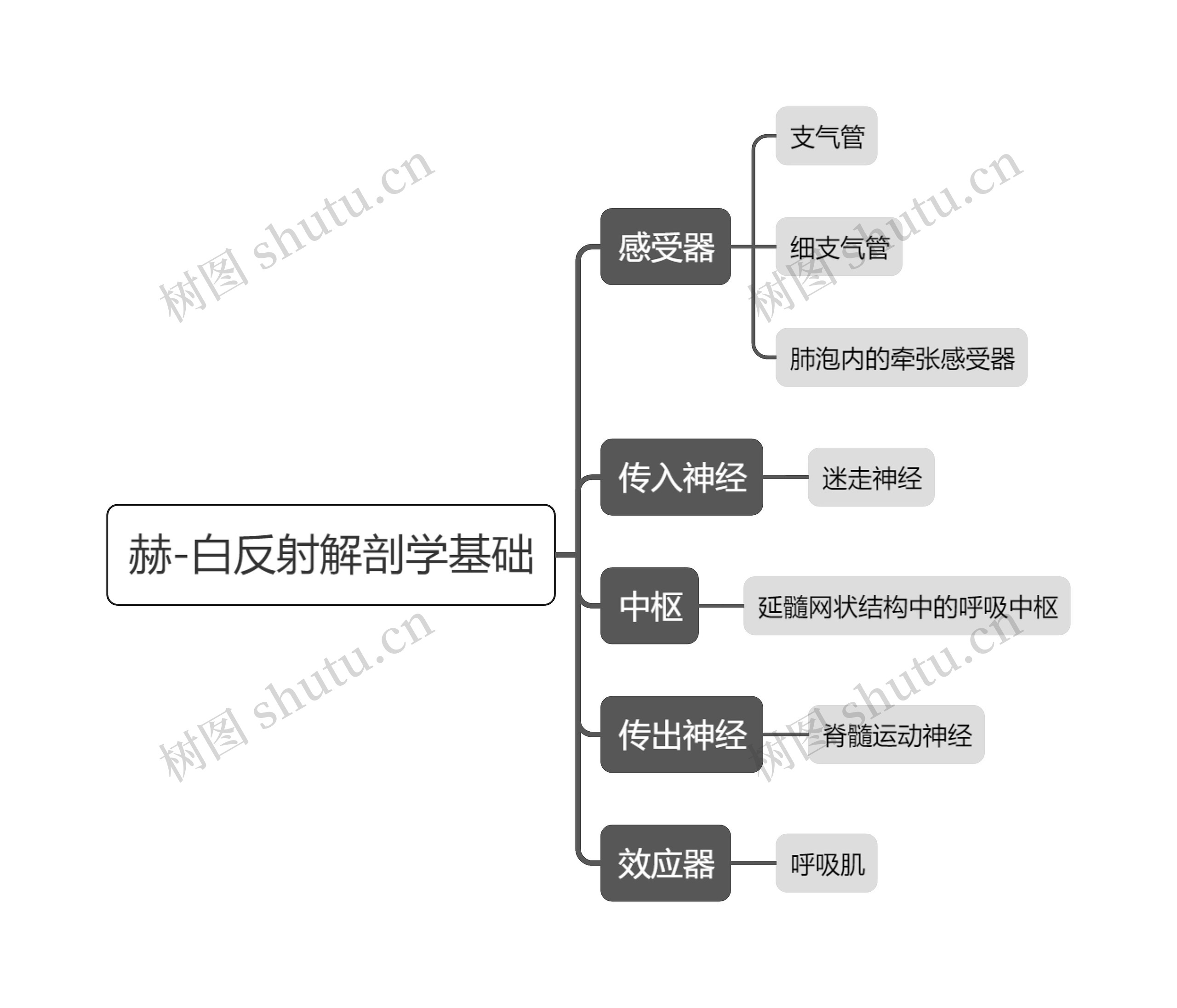 医学赫-白反射解剖学基础思维导图