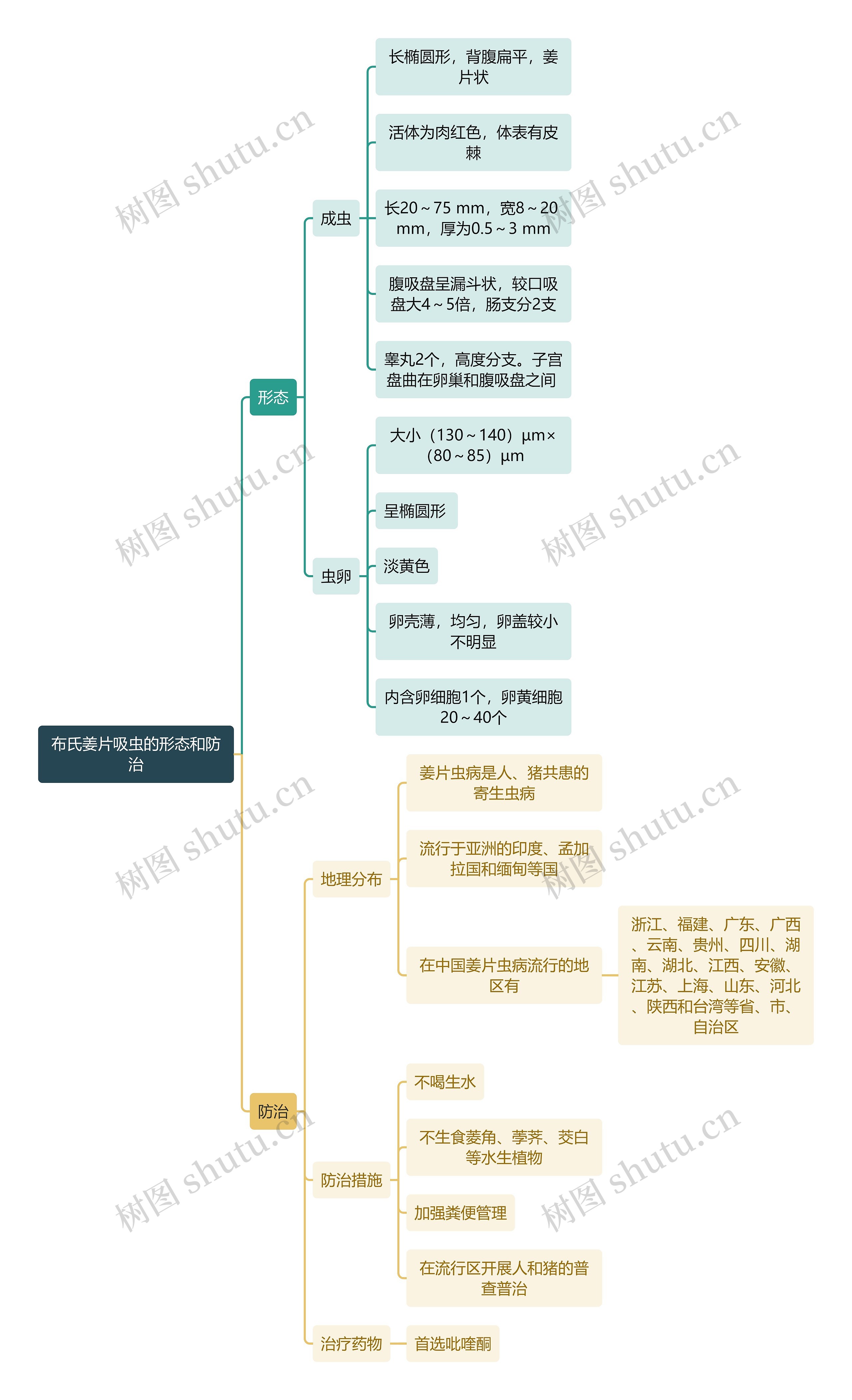 医学知识布氏姜片吸虫的形态和防治思维导图