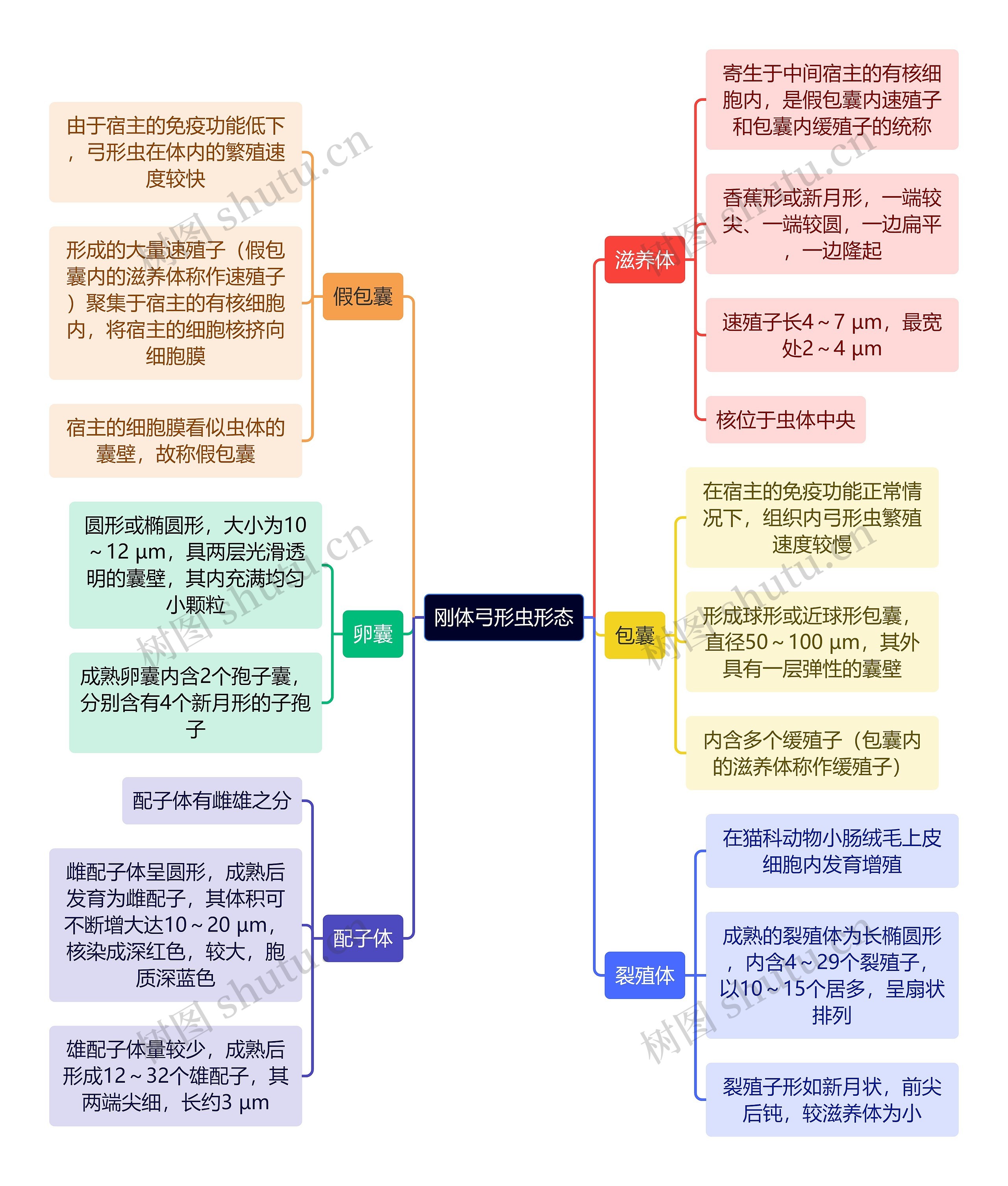 医学知识刚体弓形虫形态思维导图