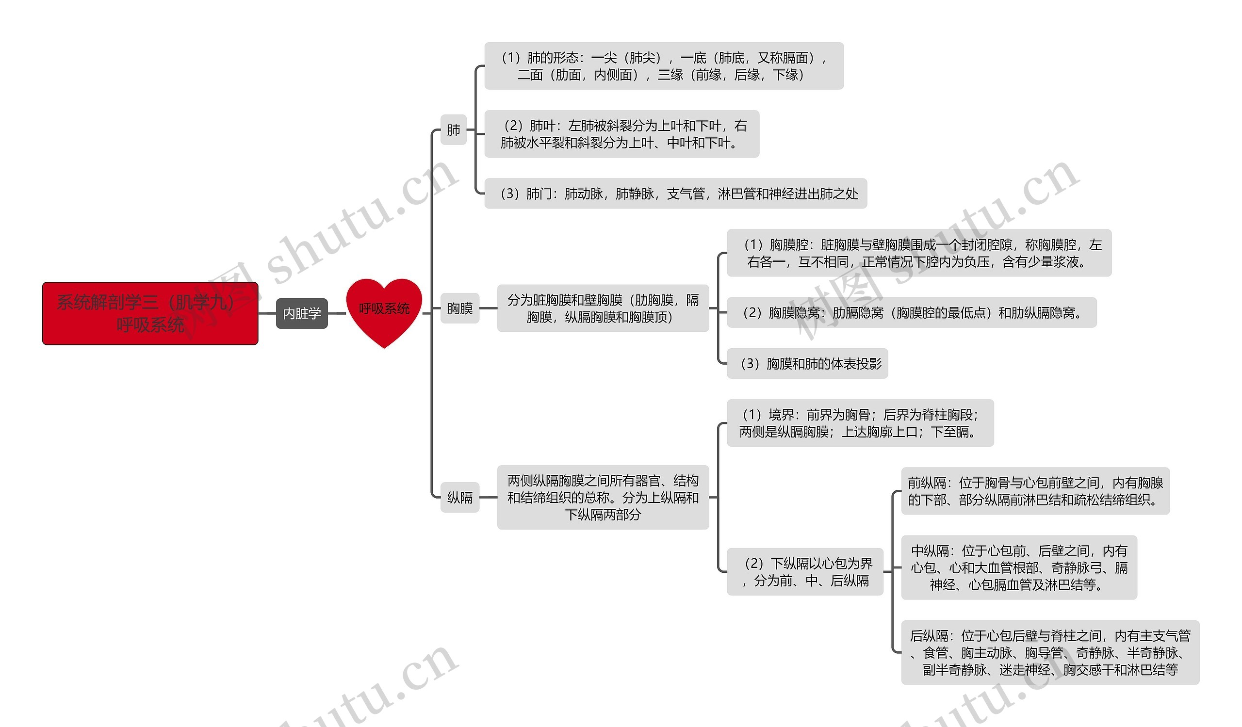 系统解剖学三（肌学九）呼吸系统