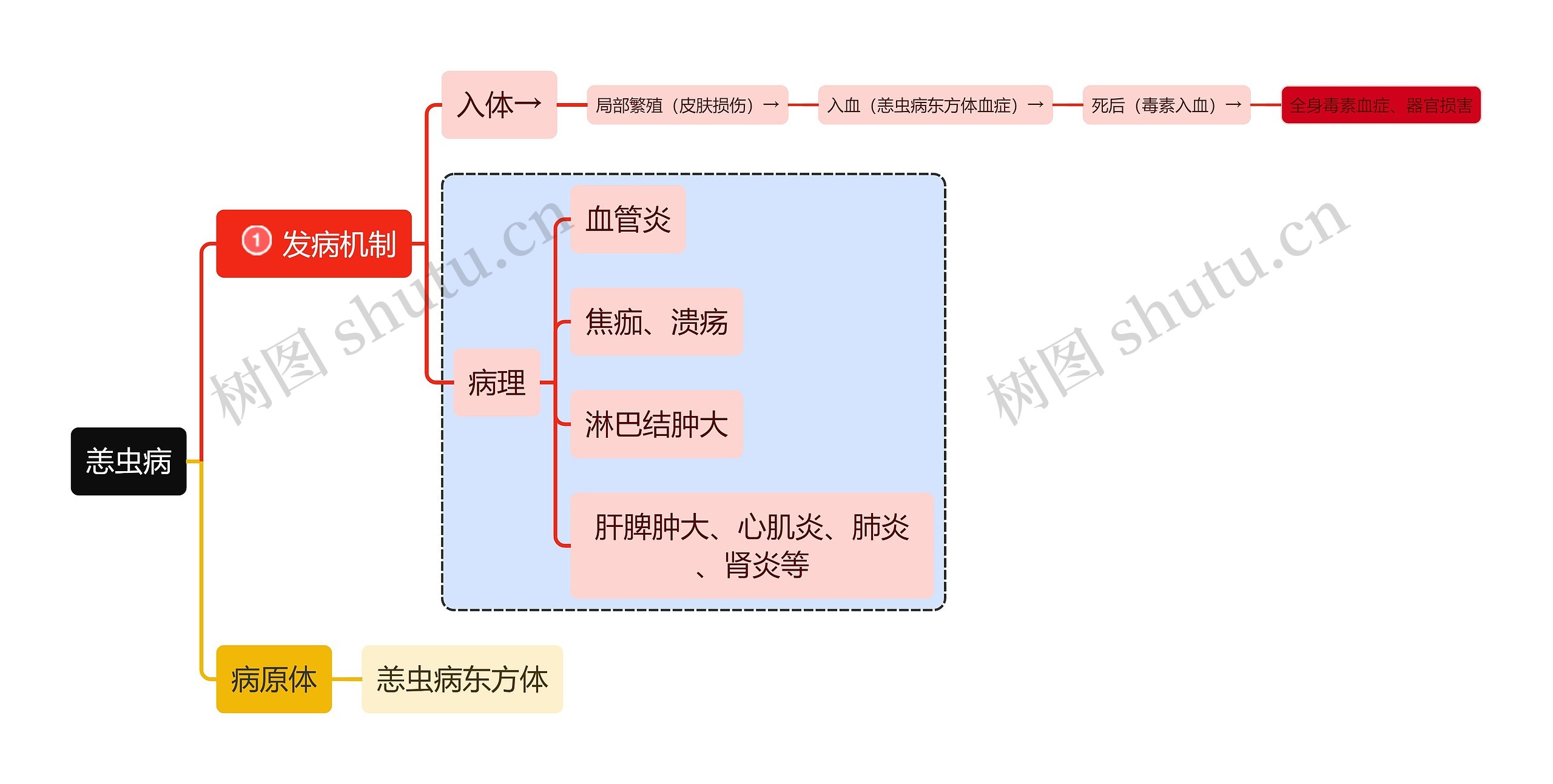 医学知识恙虫病机制思维导图