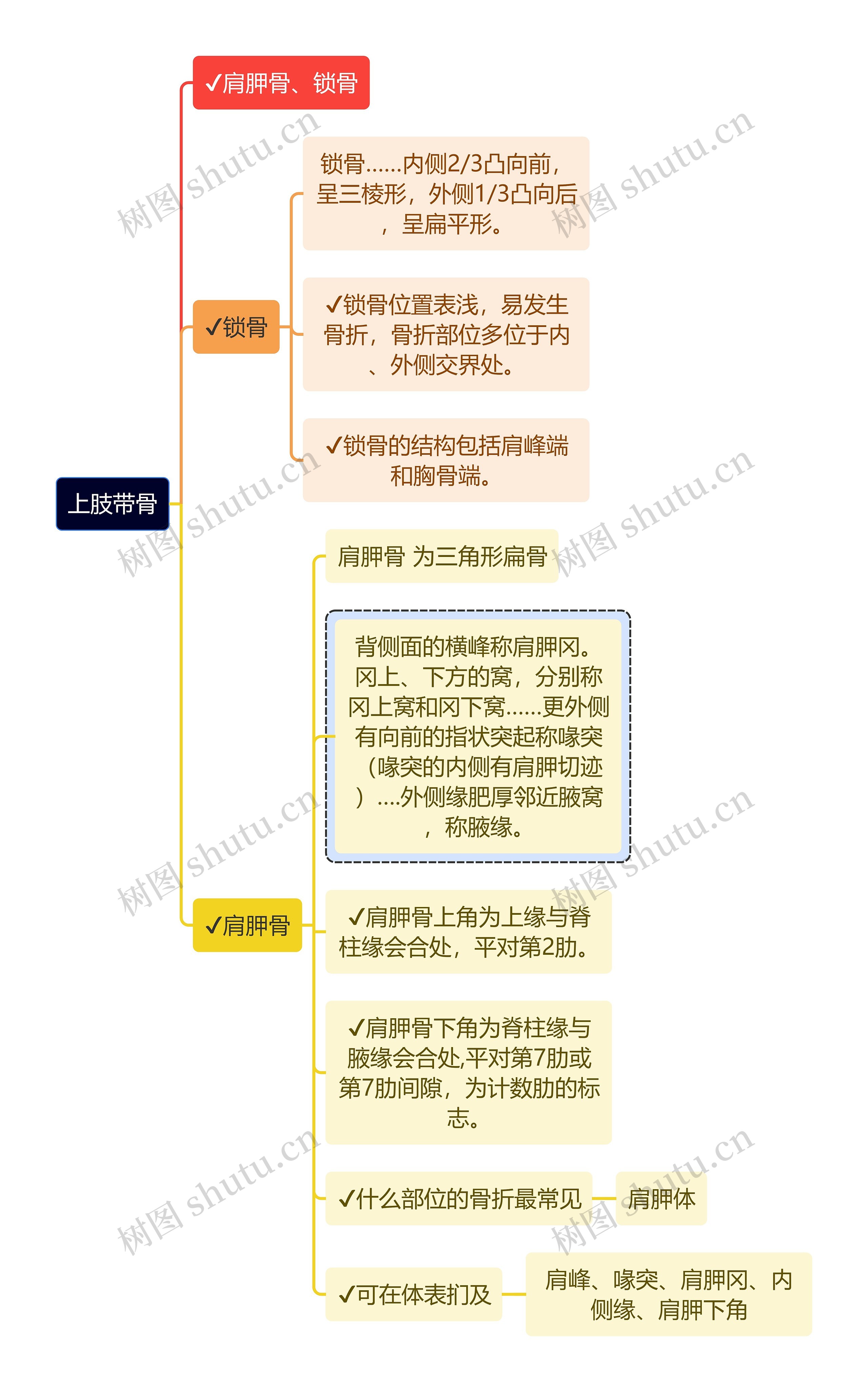 医学知识上肢带骨思维导图