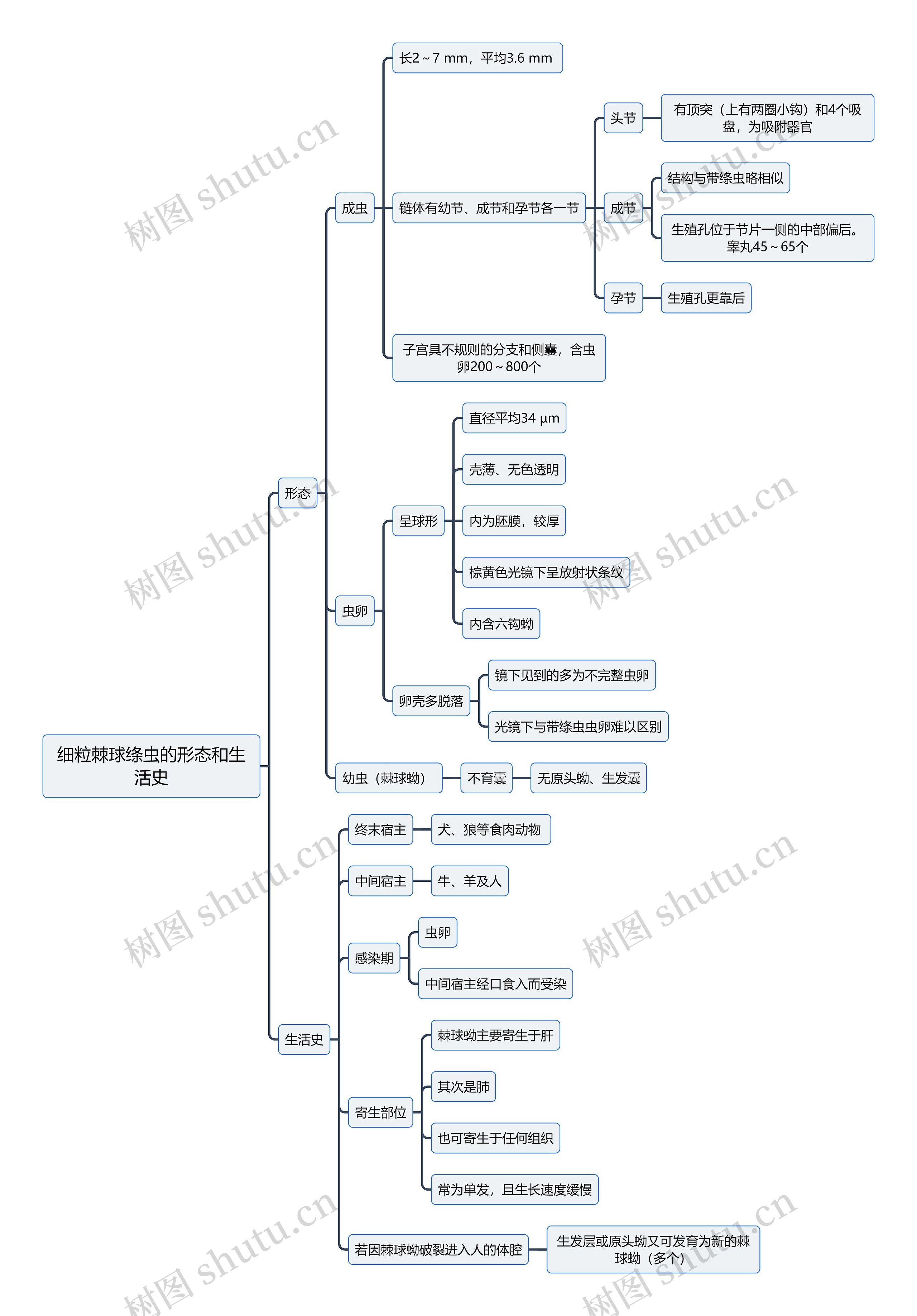 医学知识细粒棘球绦虫的形态和生活史思维导图