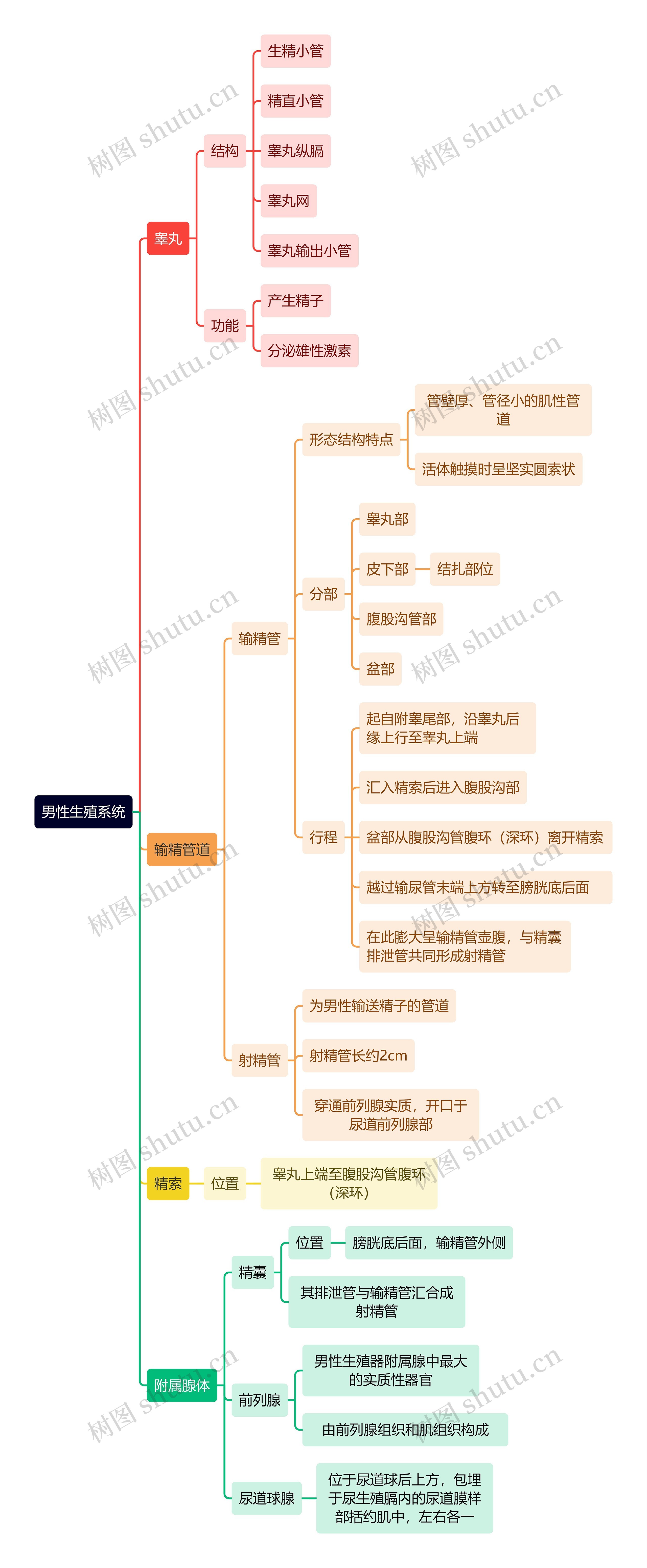 解剖学知识男性生殖系统思维导图