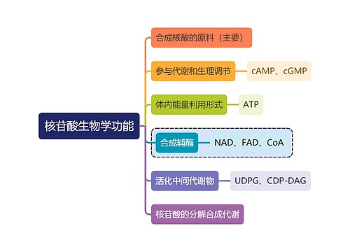 医学知识核苷酸生物学功能思维导图