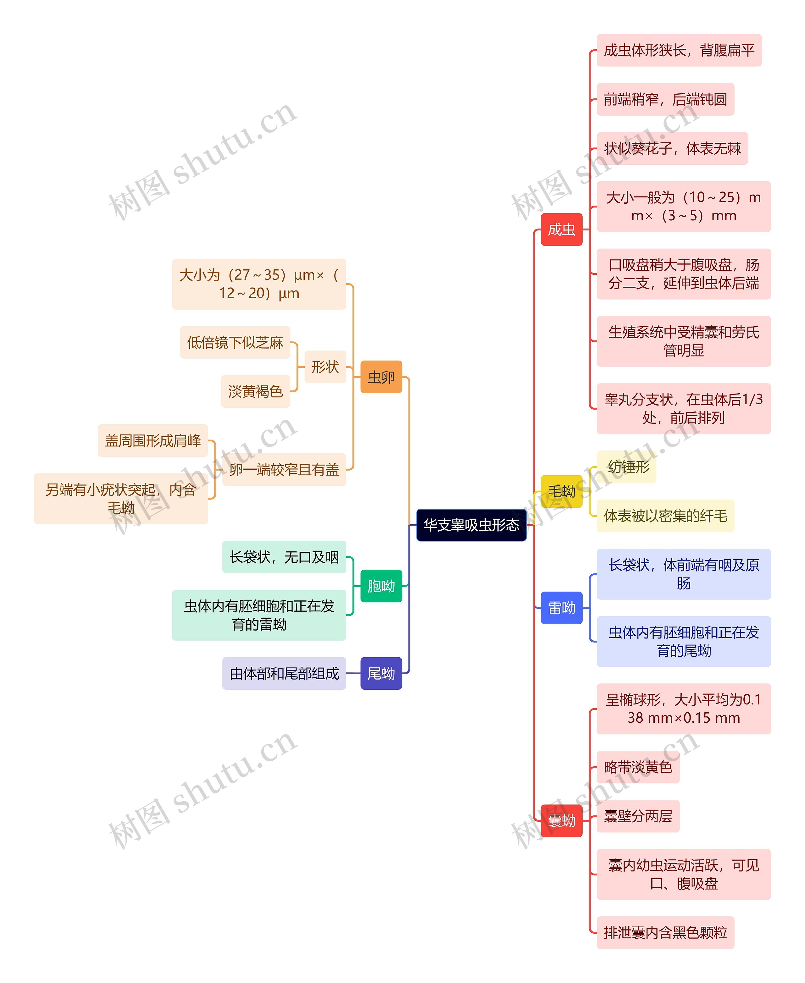 医学知识华支睾吸虫形态思维导图