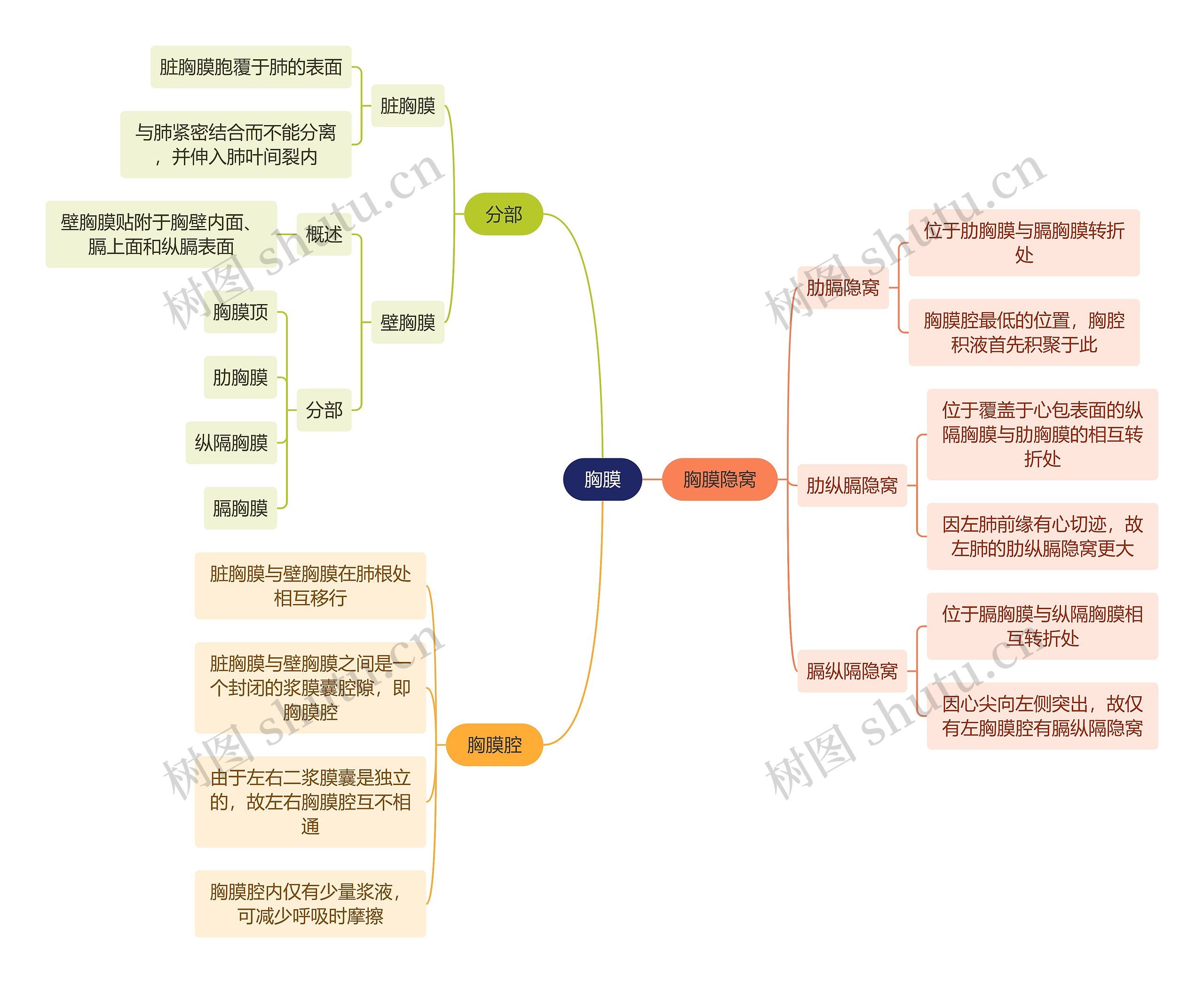 解剖学知识胸膜思维导图