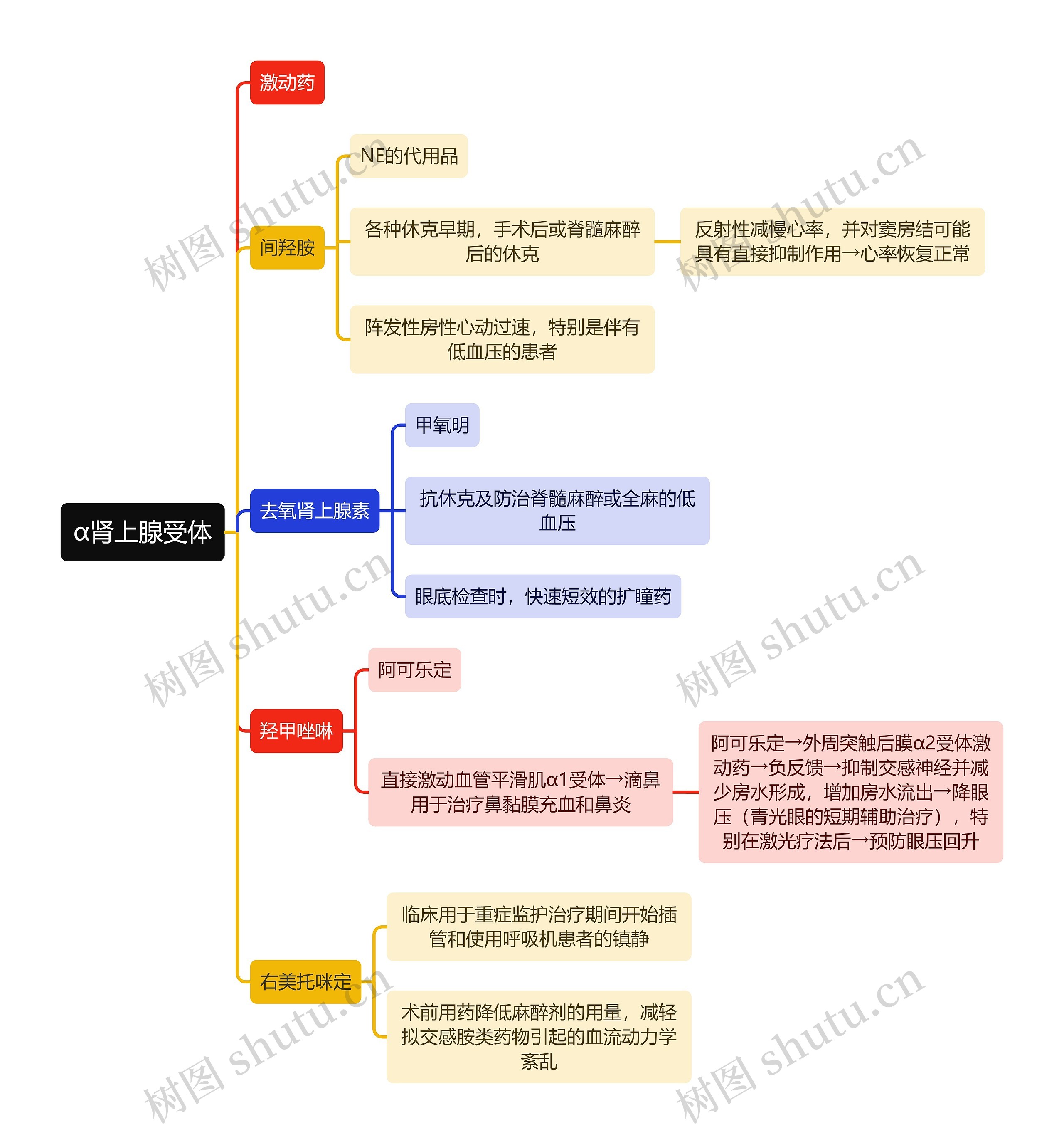 医学α肾上腺受体思维导图