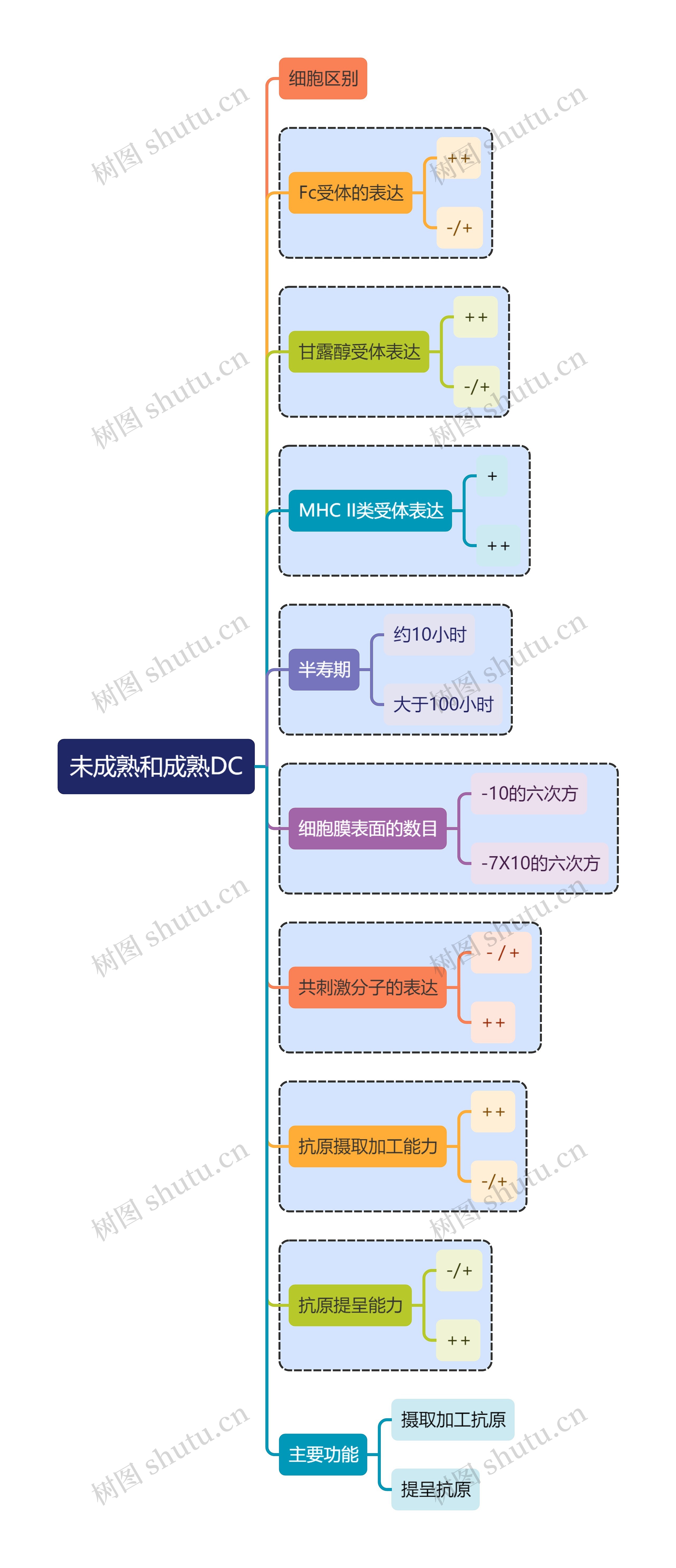 医学知识未成熟和成熟DC思维导图