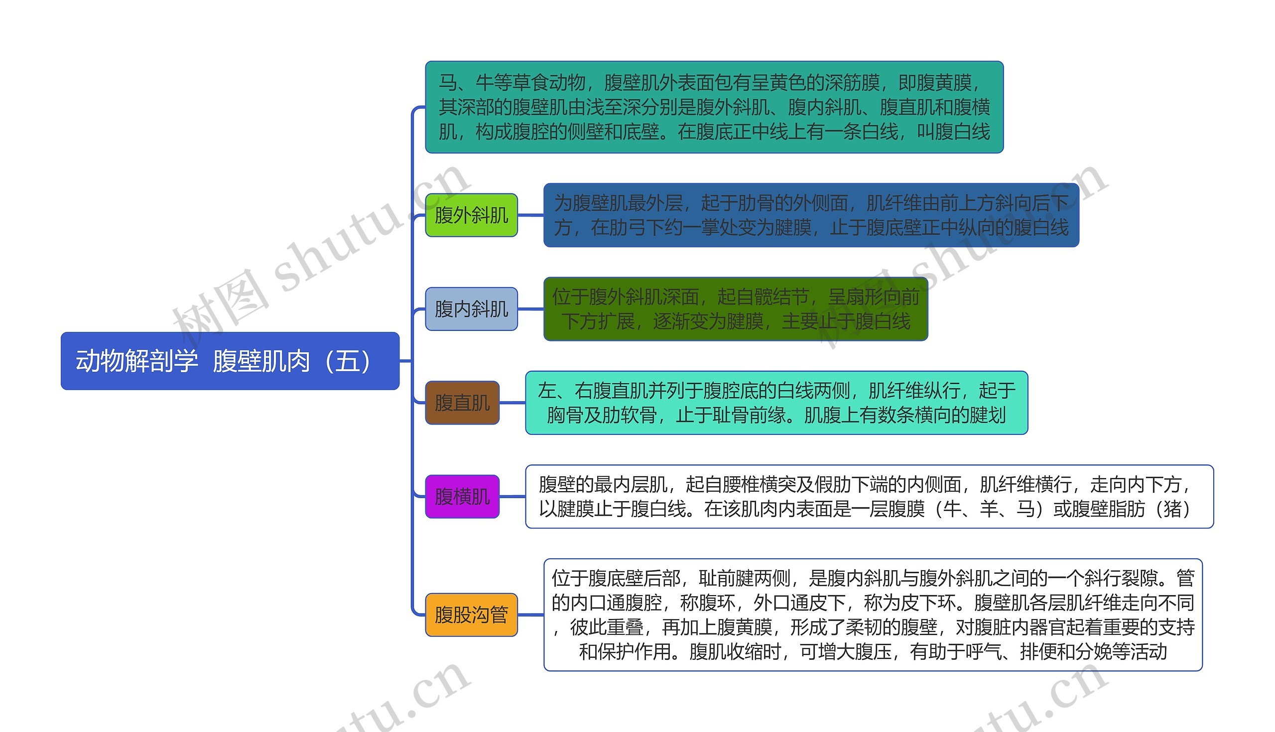 《动物解剖学  腹壁肌肉（五）》思维导图