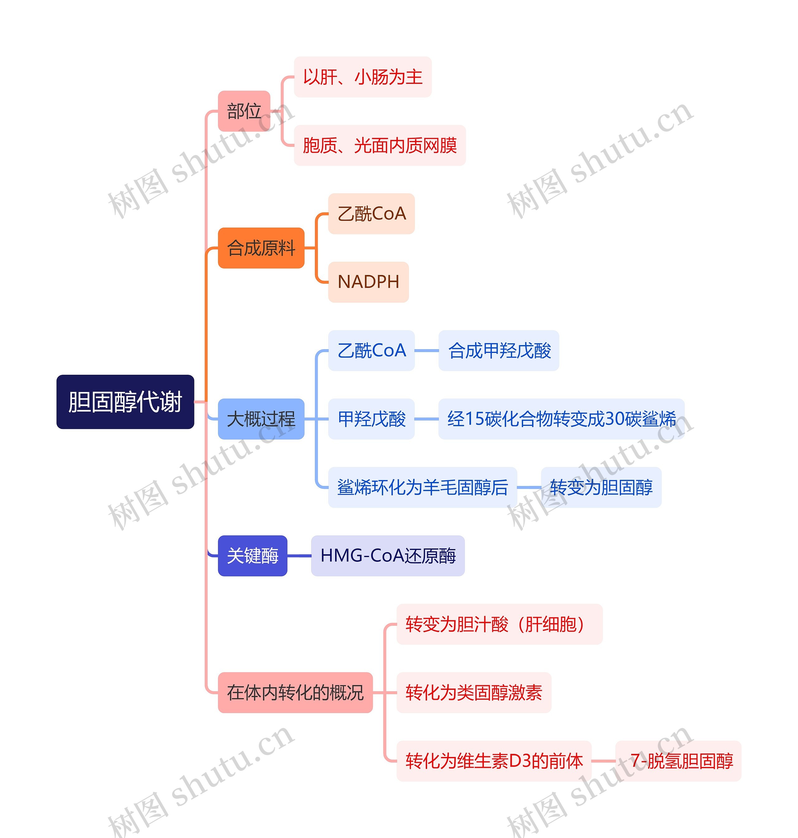 生化知识胆固醇代谢思维导图