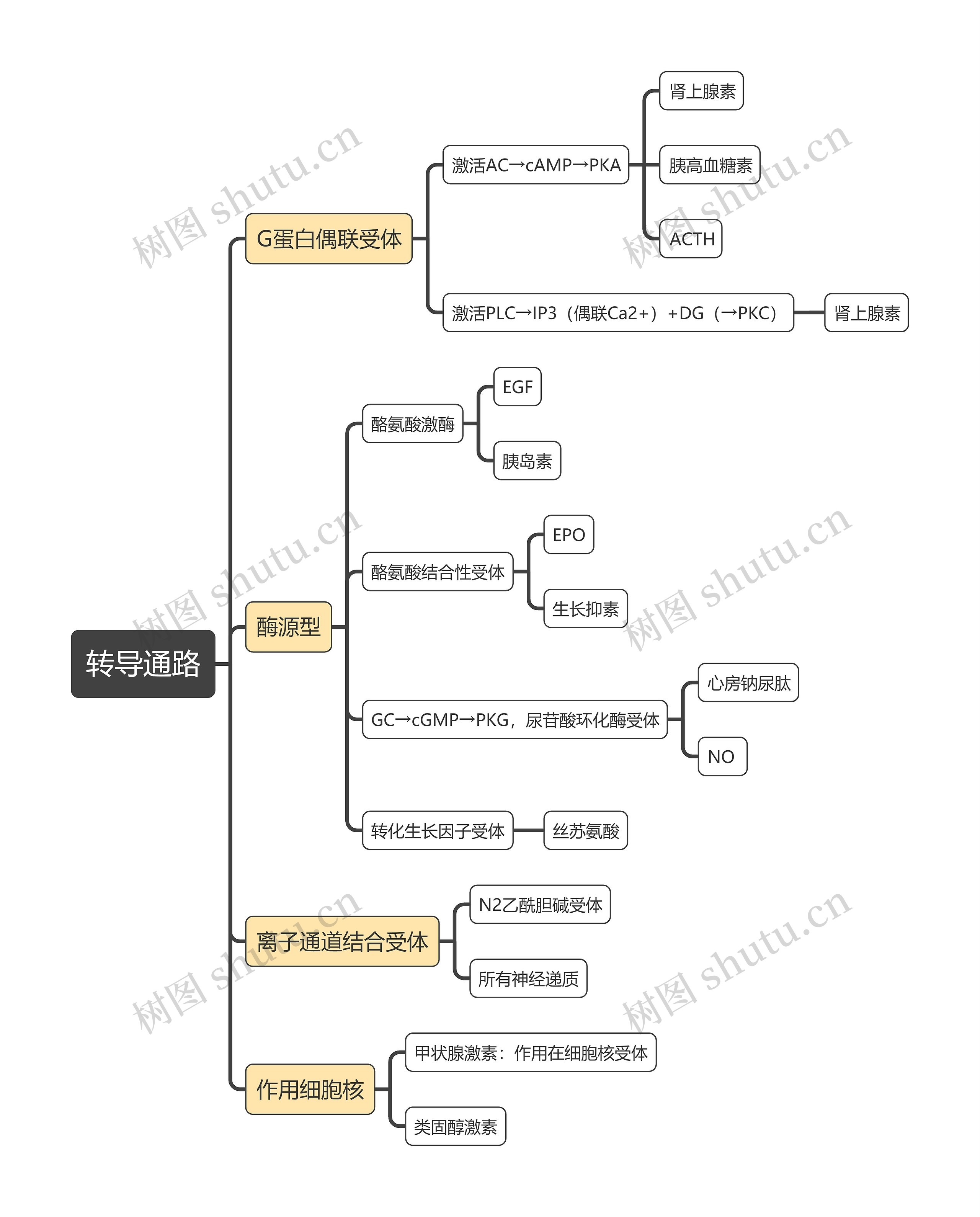 医学知识转导通路思维导图