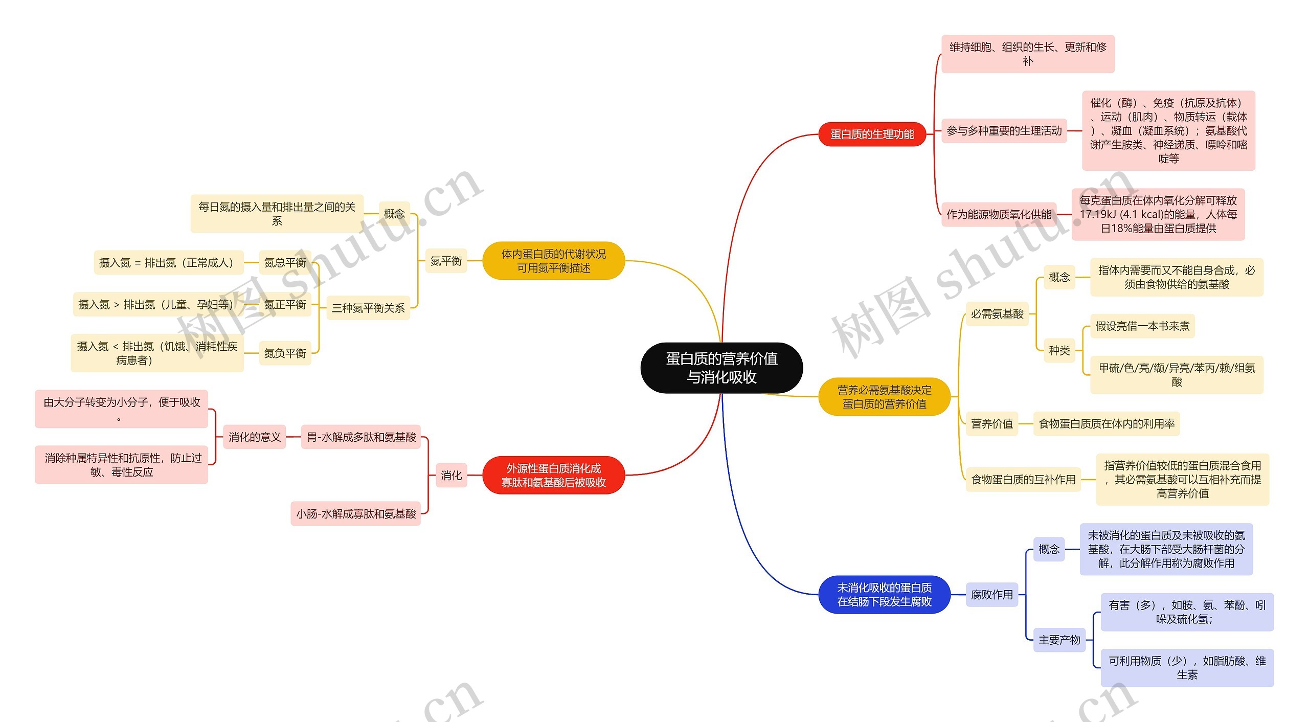 生化知识蛋白质的营养价值与消化吸收思维导图高清图 生化知识蛋白质的营养价值与消化吸收思维导图