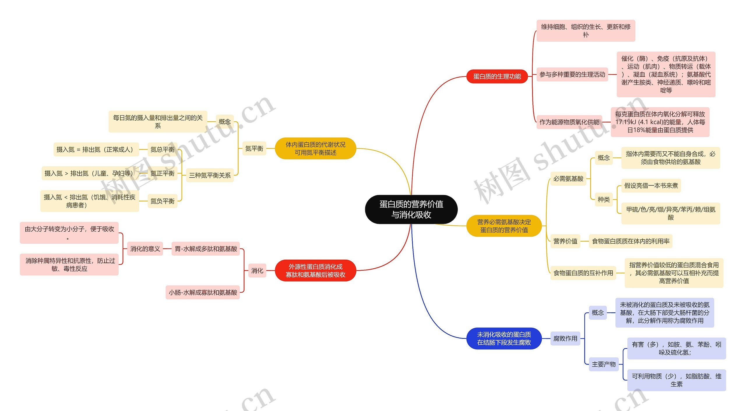 生化知识蛋白质的营养价值与消化吸收思维导图